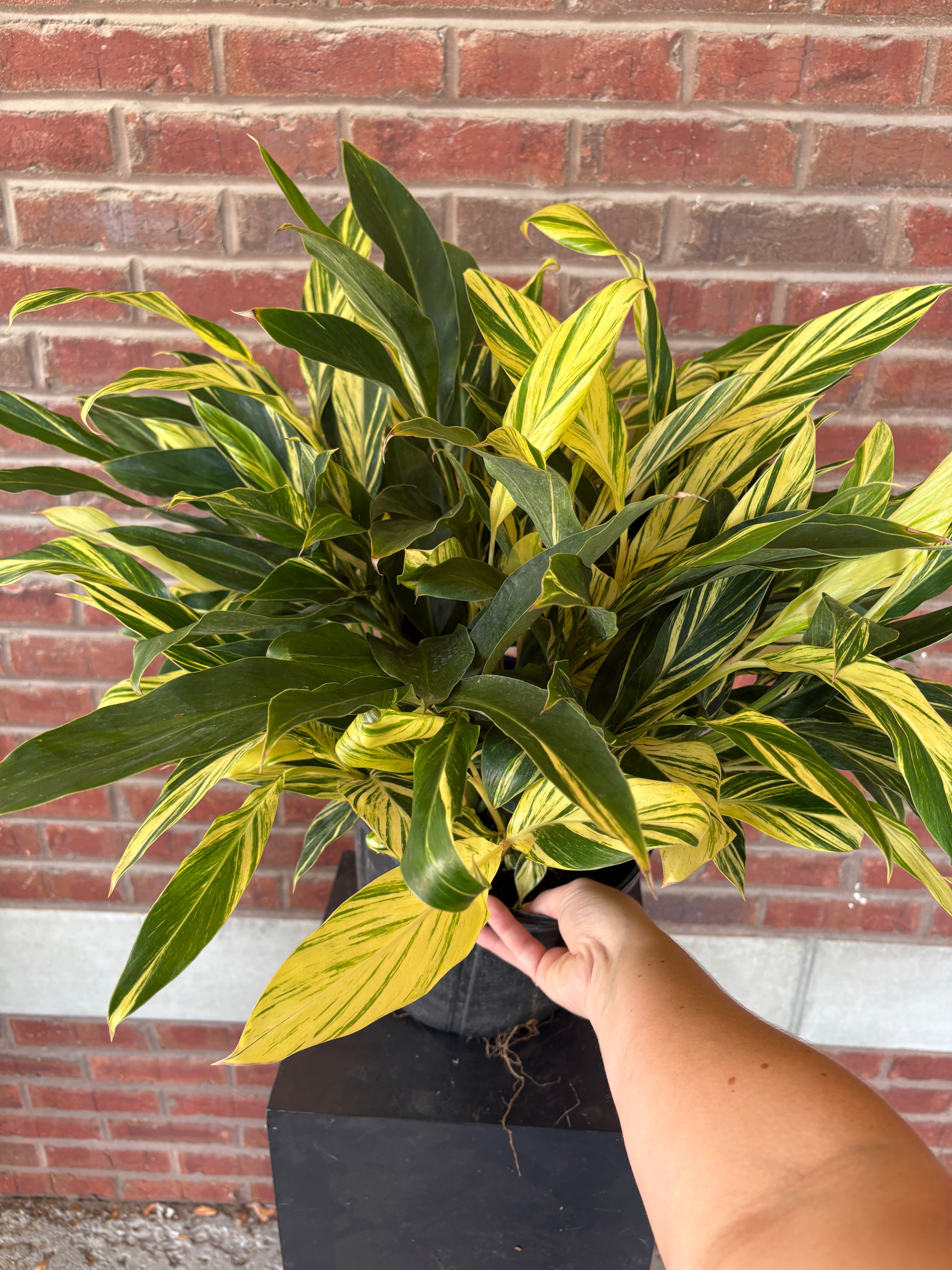 Alpinia Zerumbet | &