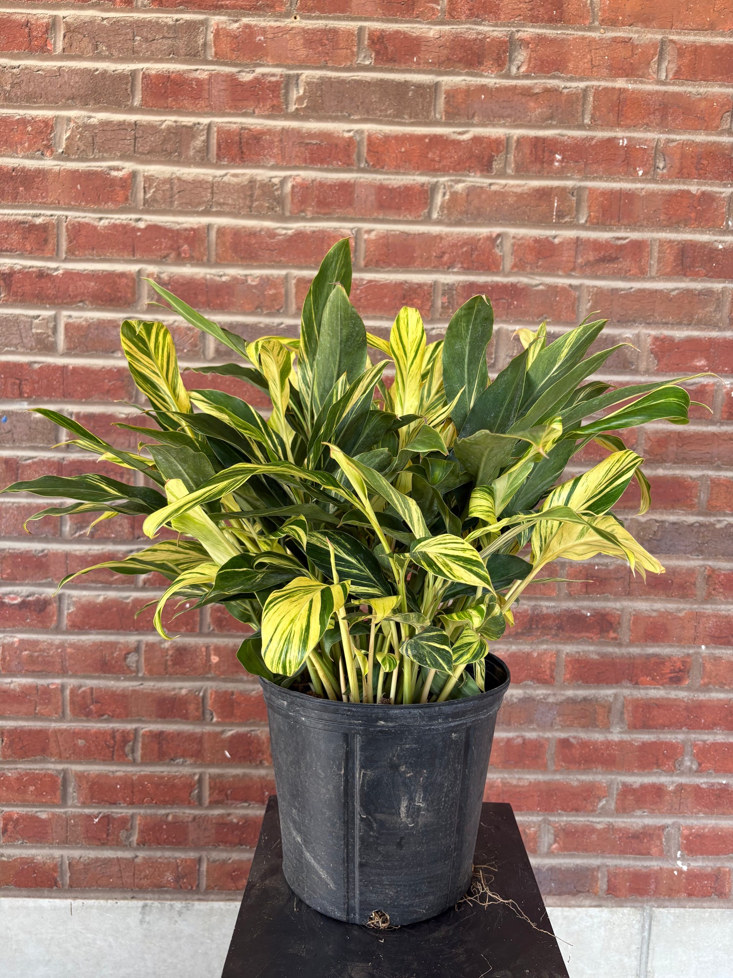 Alpinia Zerumbet | &