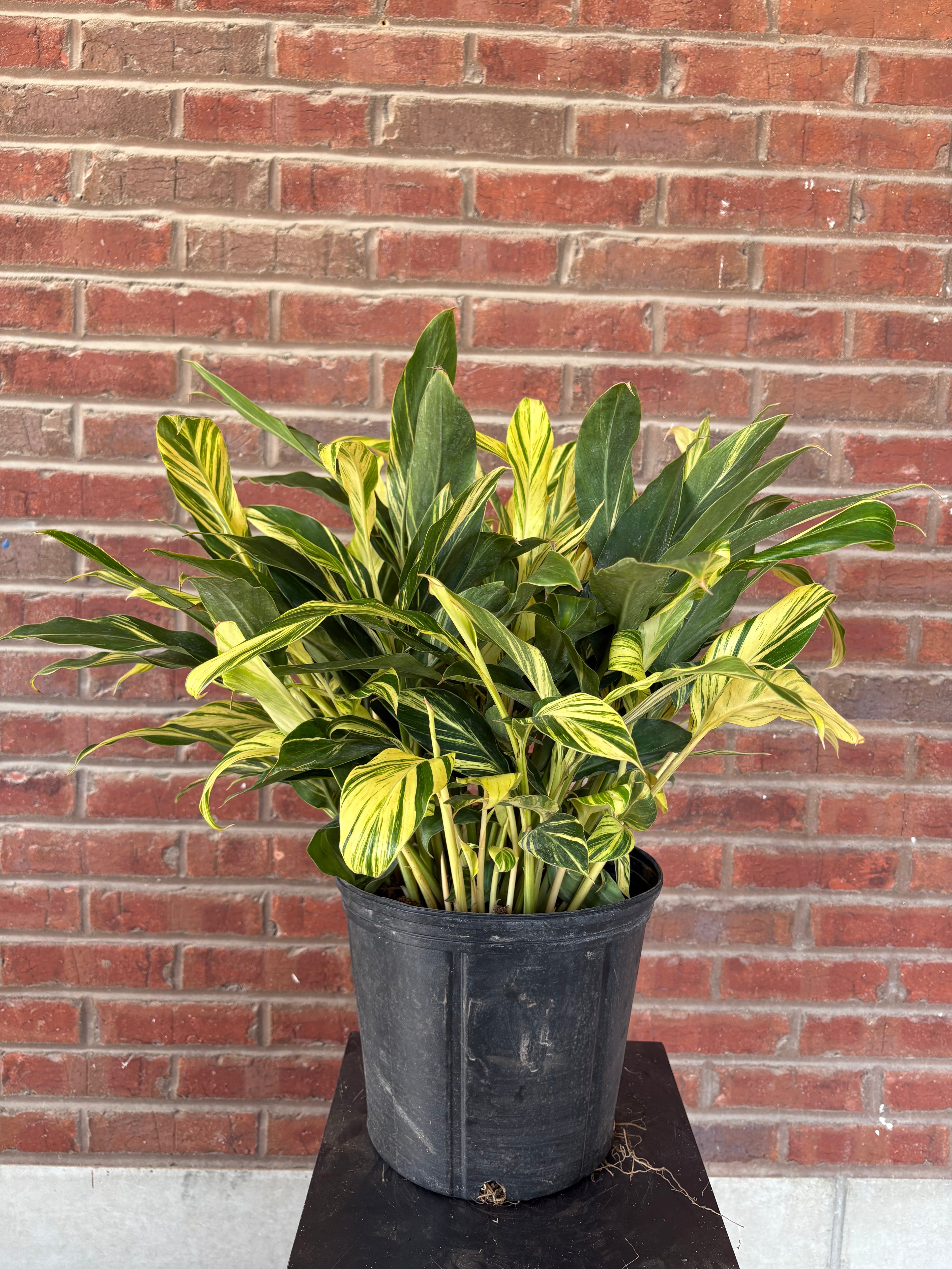 Alpinia Zerumbet | &