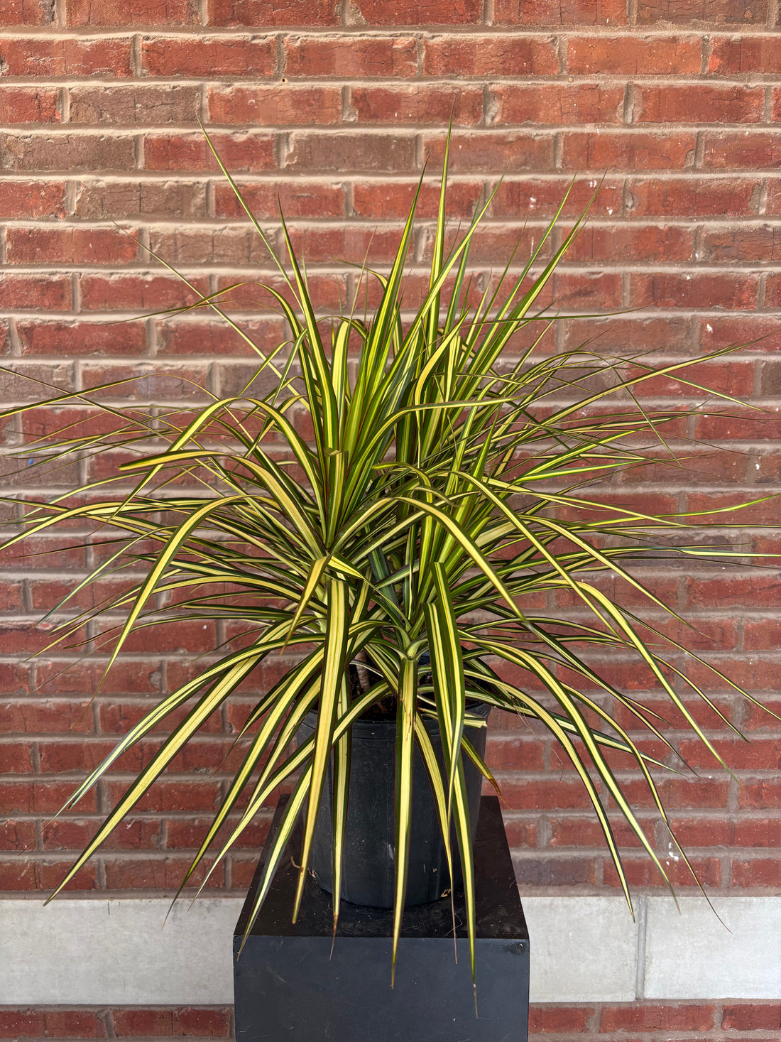 Dracaena Marginata &