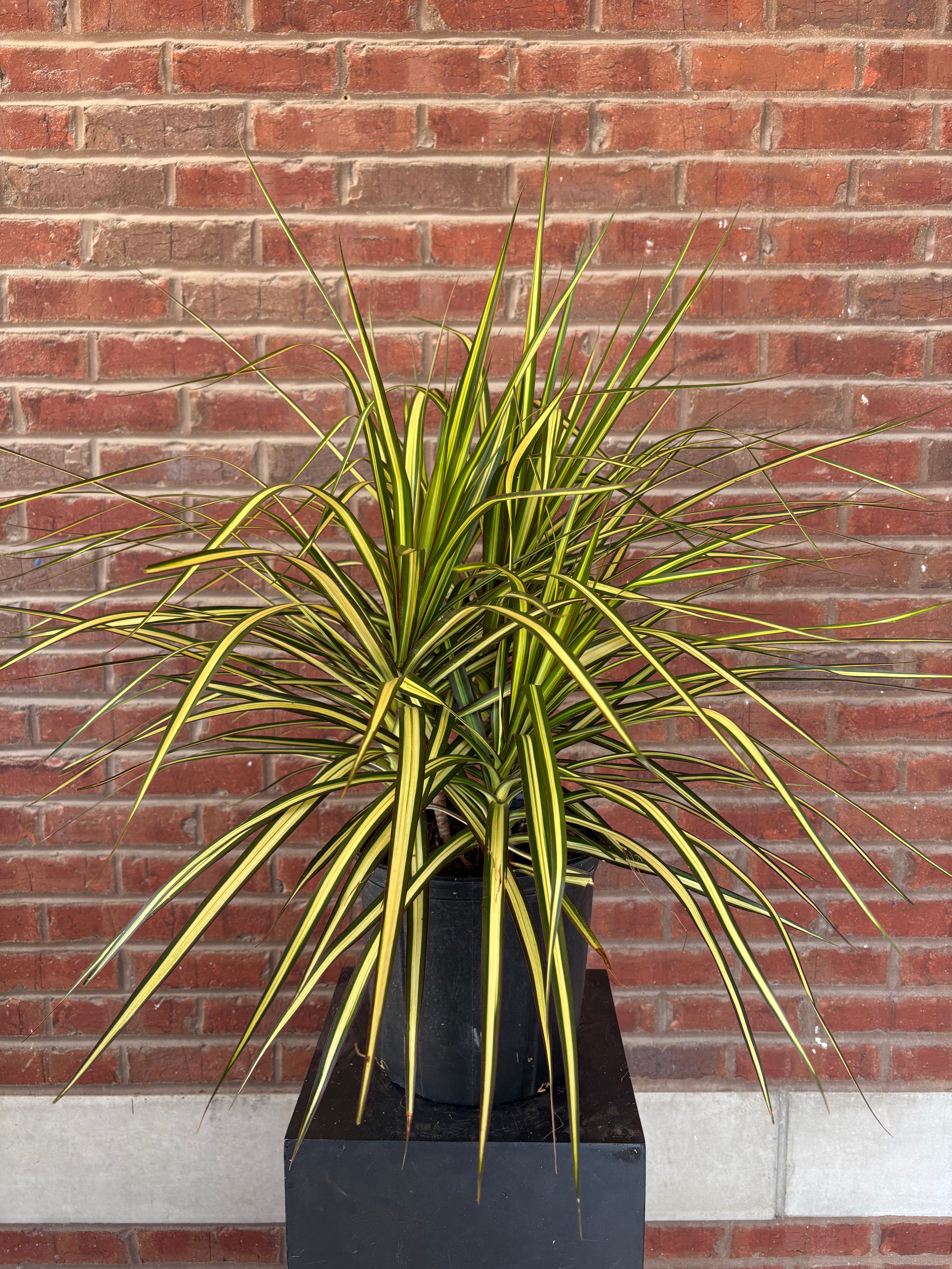 Dracaena Marginata &