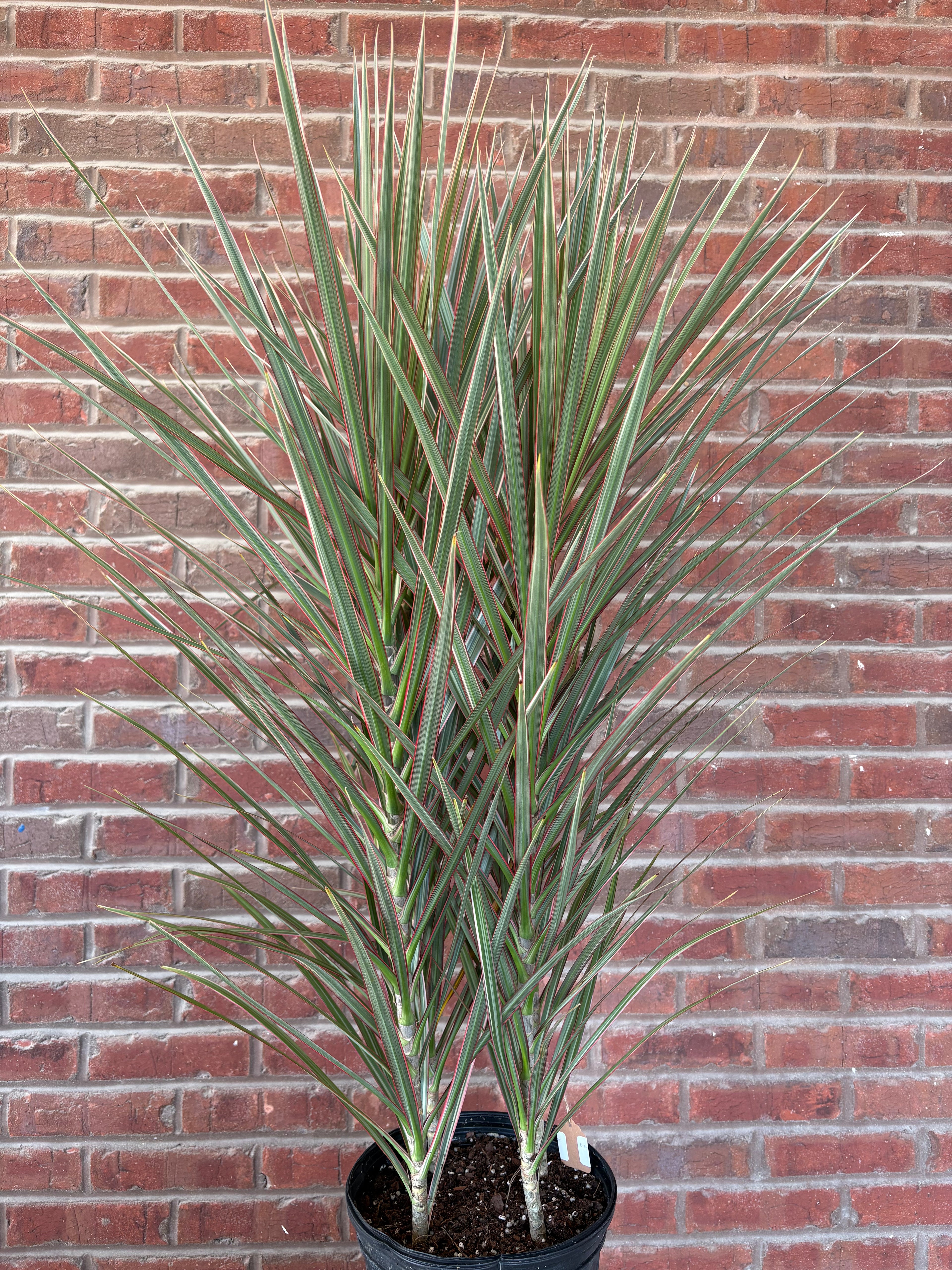 Dracaena Marginata &