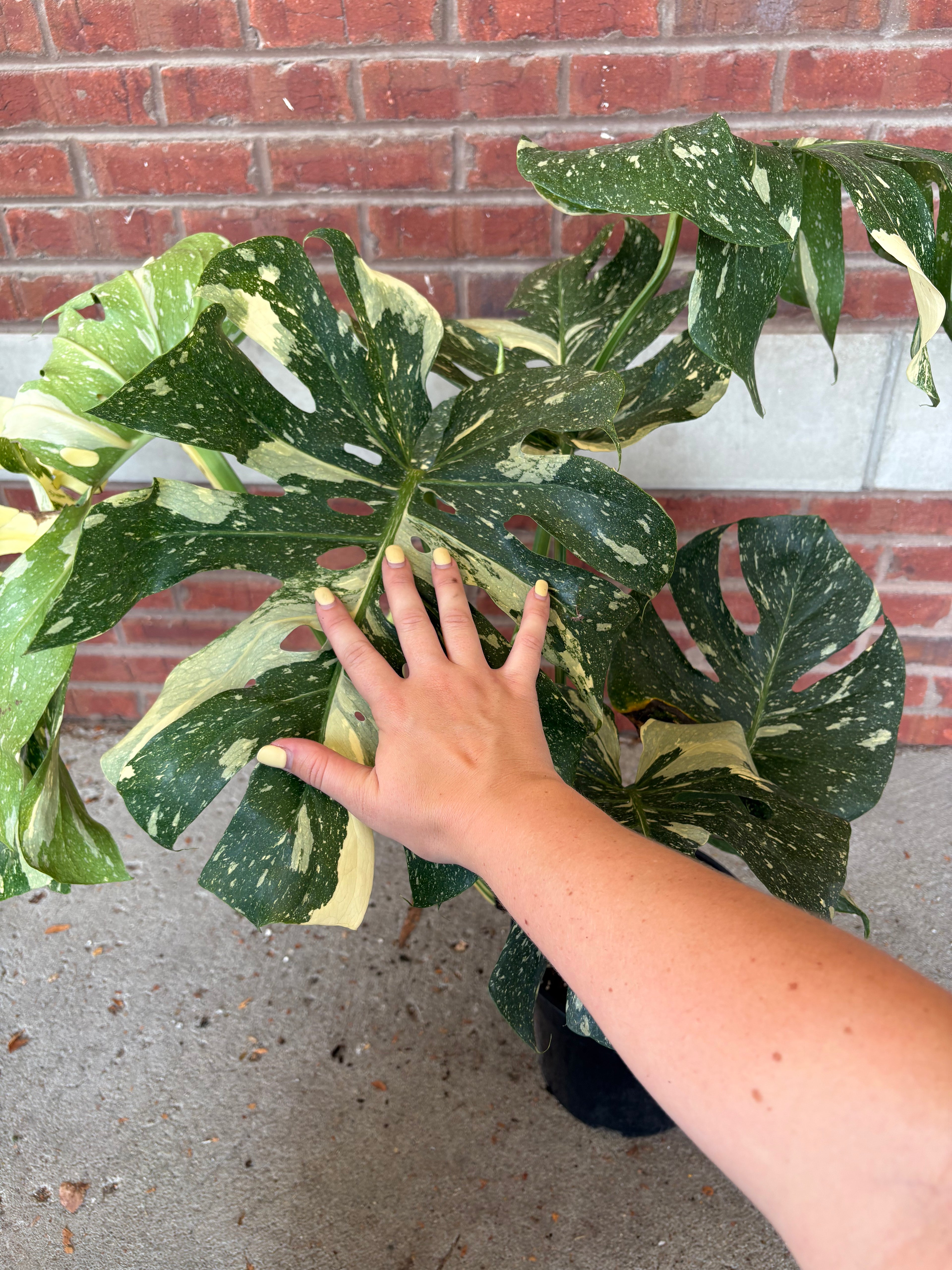Monstera deliciosa &