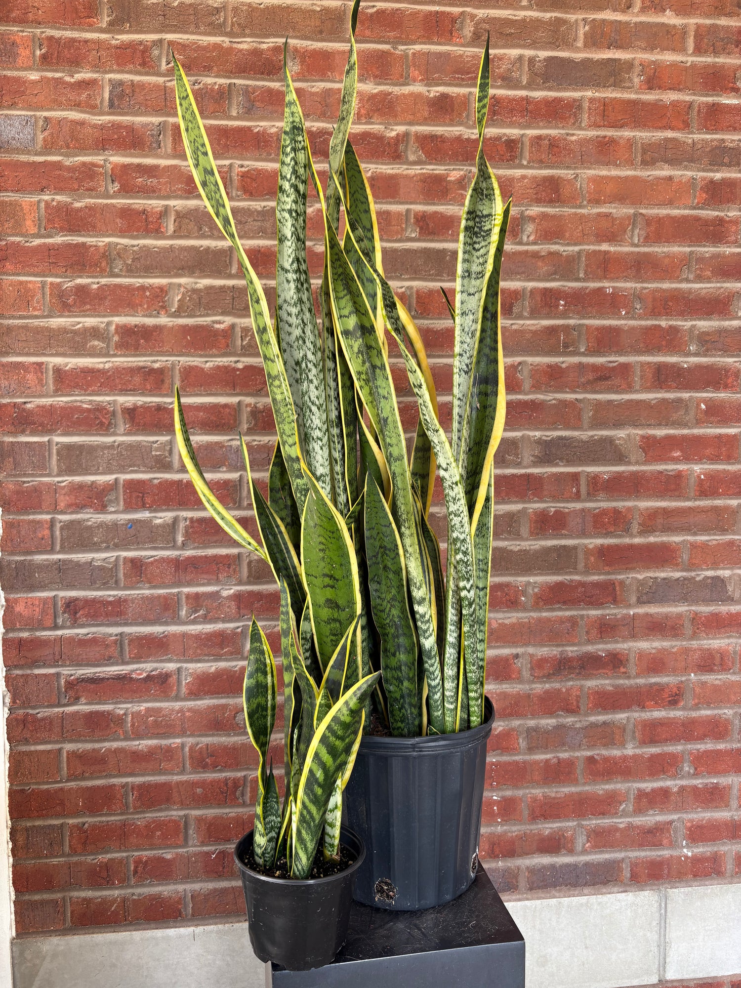 Sansevieria  Trifasciata &