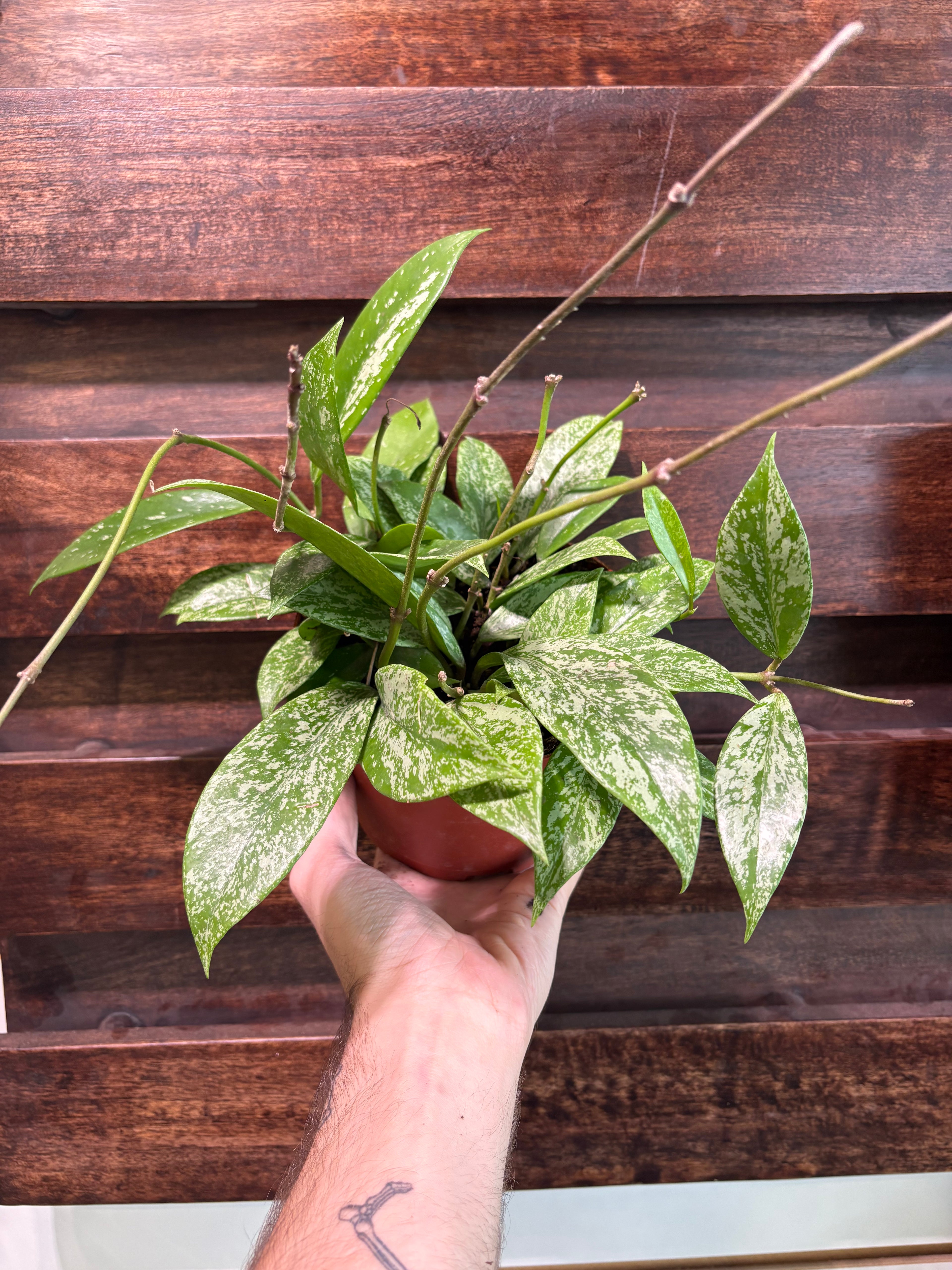Hoya Pubicalyx &