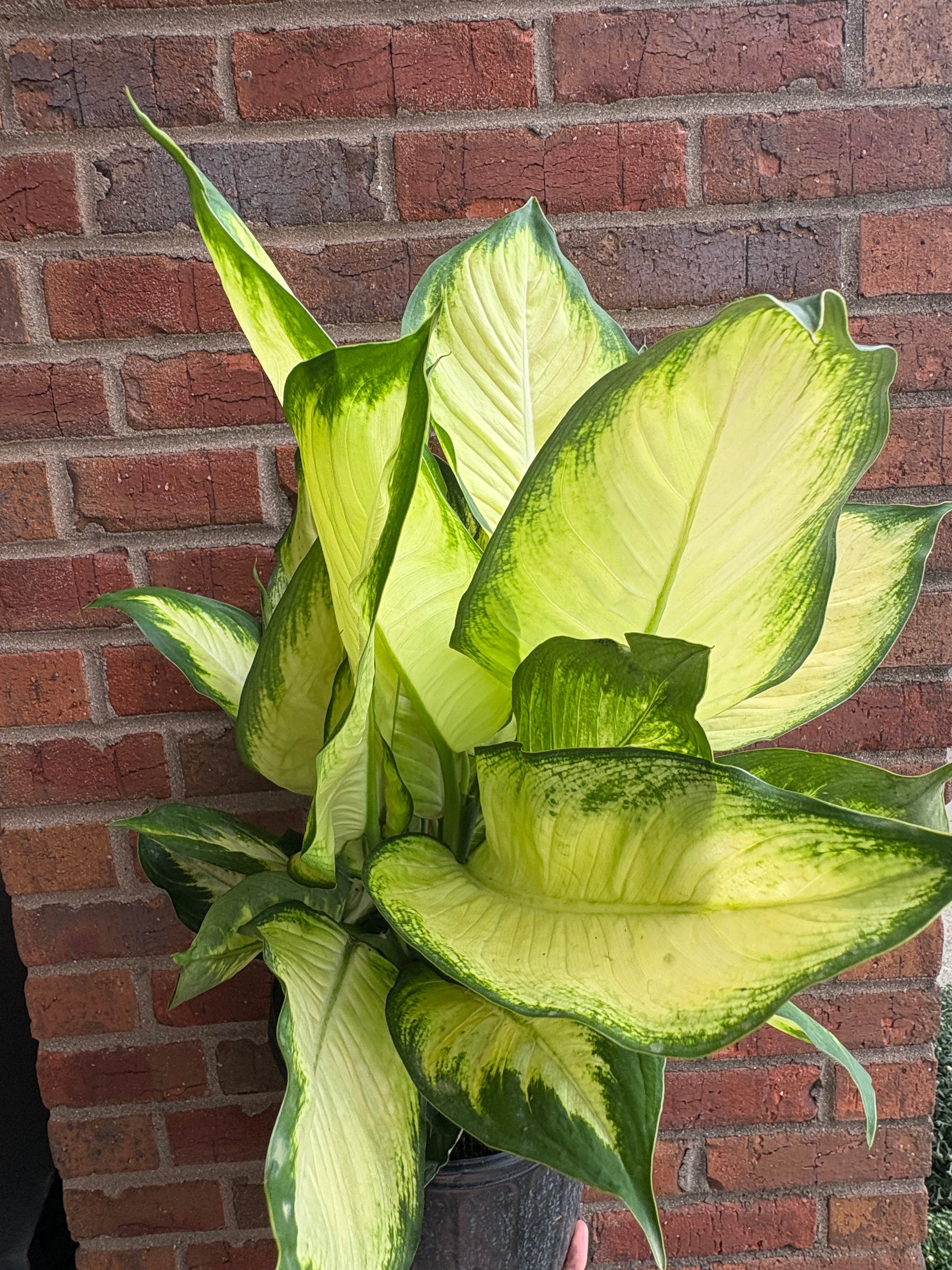 Dieffenbachia &