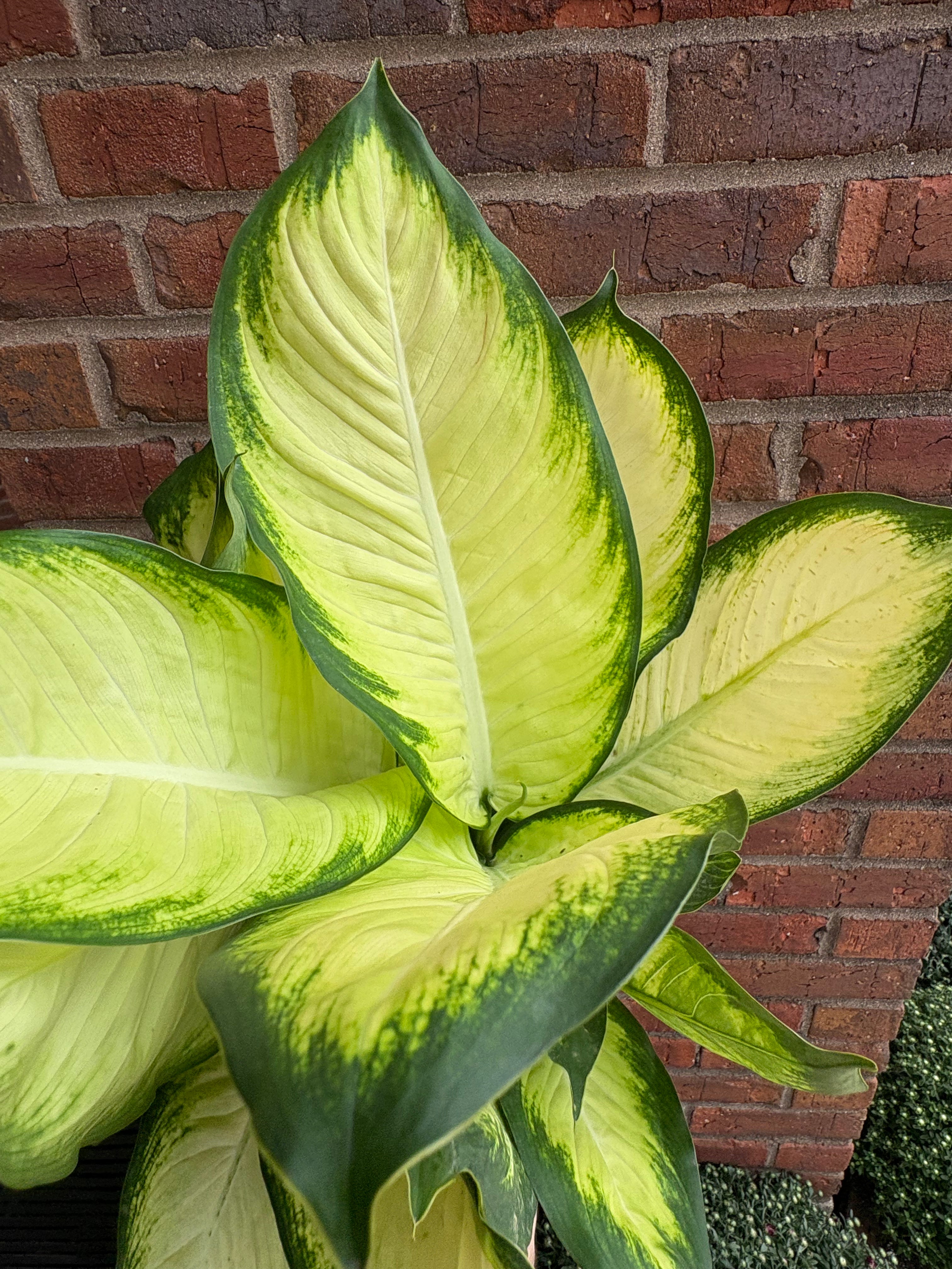 Dieffenbachia &