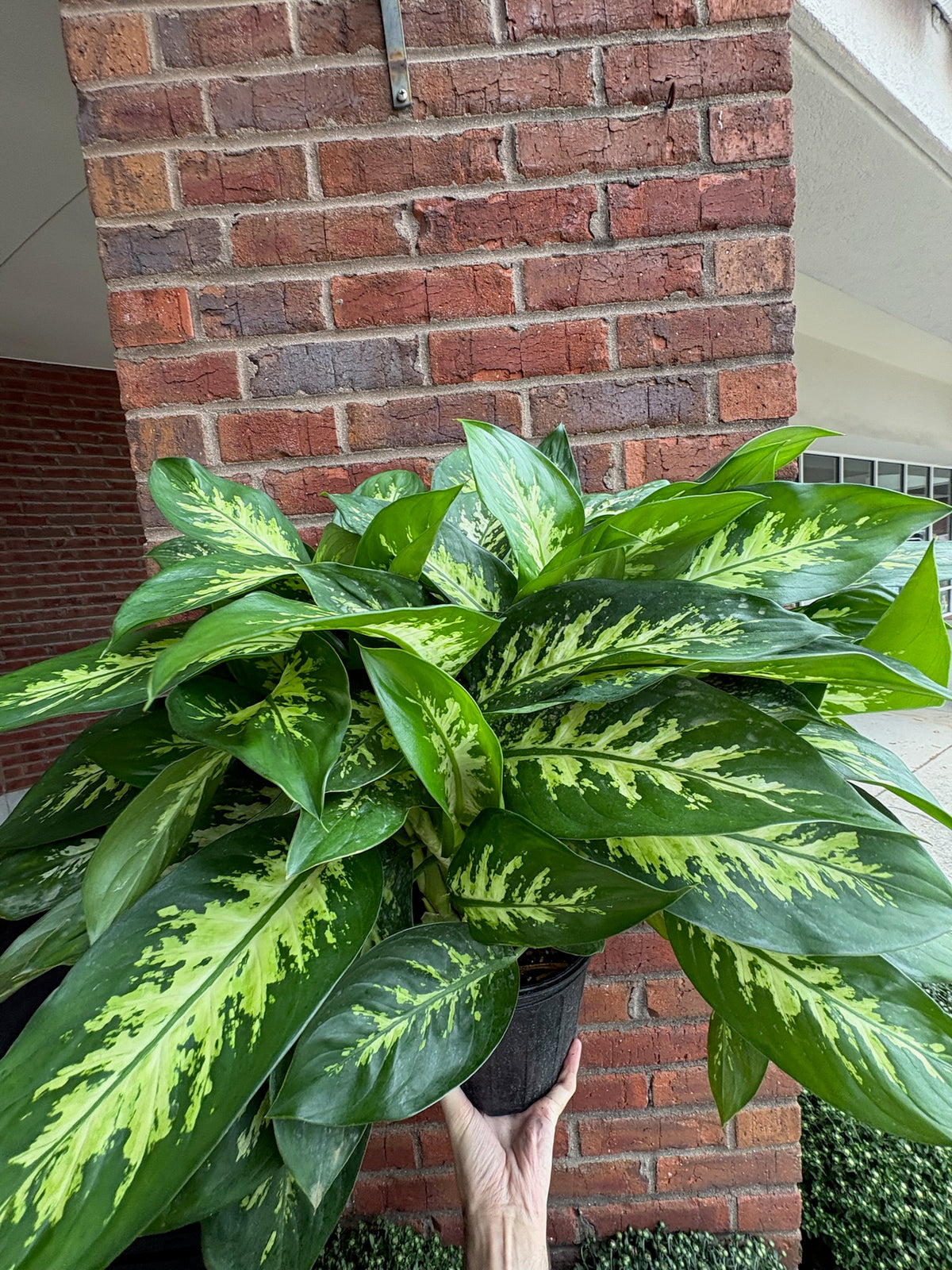 Aglaonema &