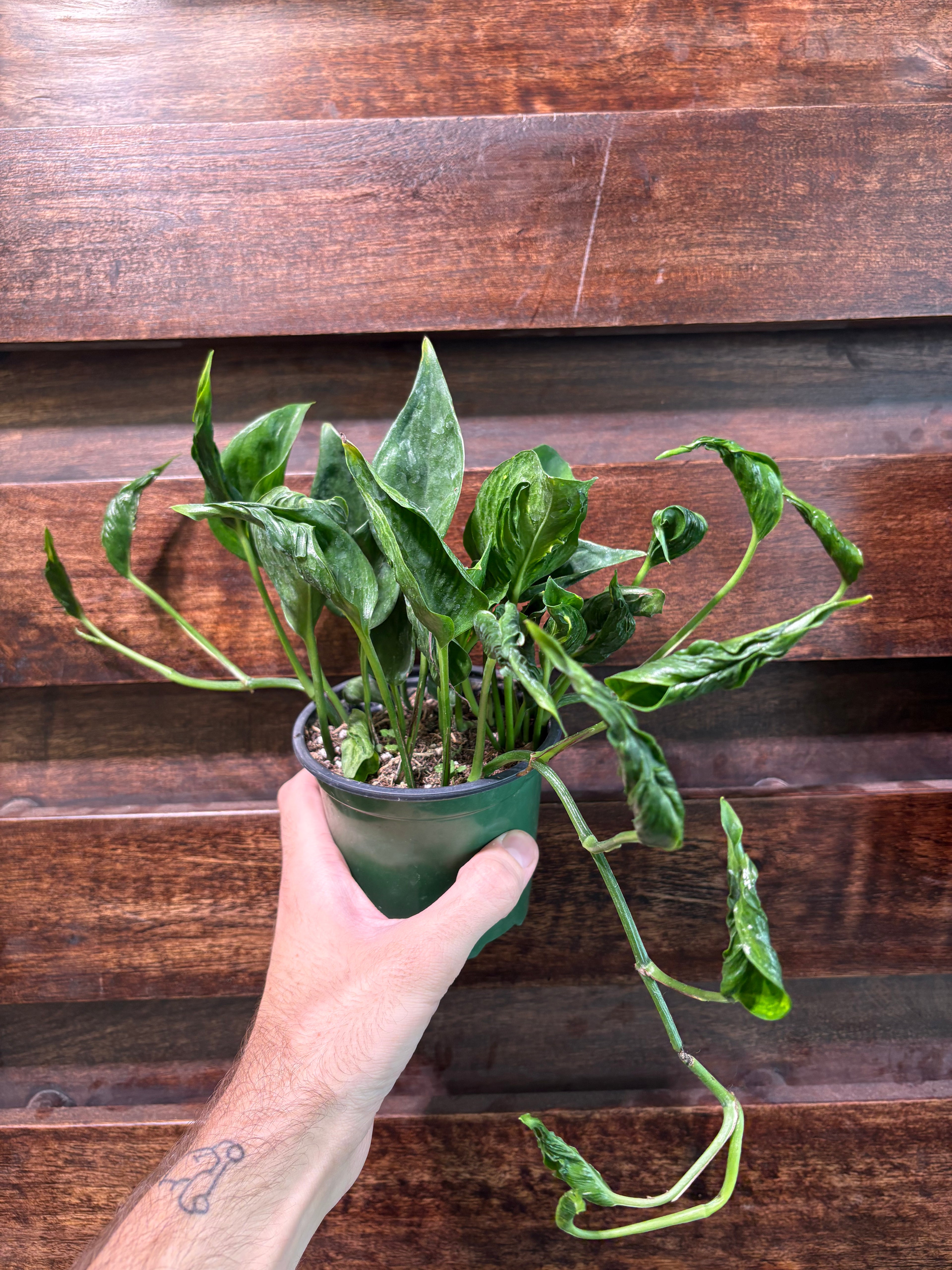 Epipremnum Aureum &