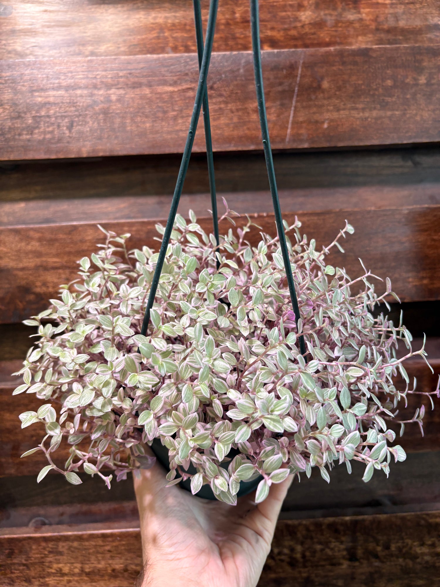 Callisia repens &