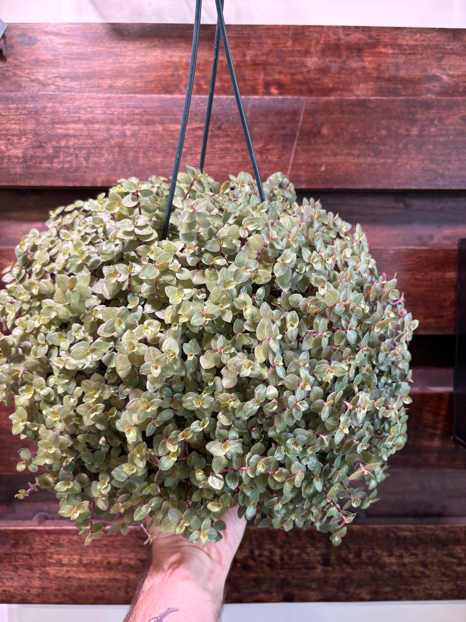 Callisia Repens &