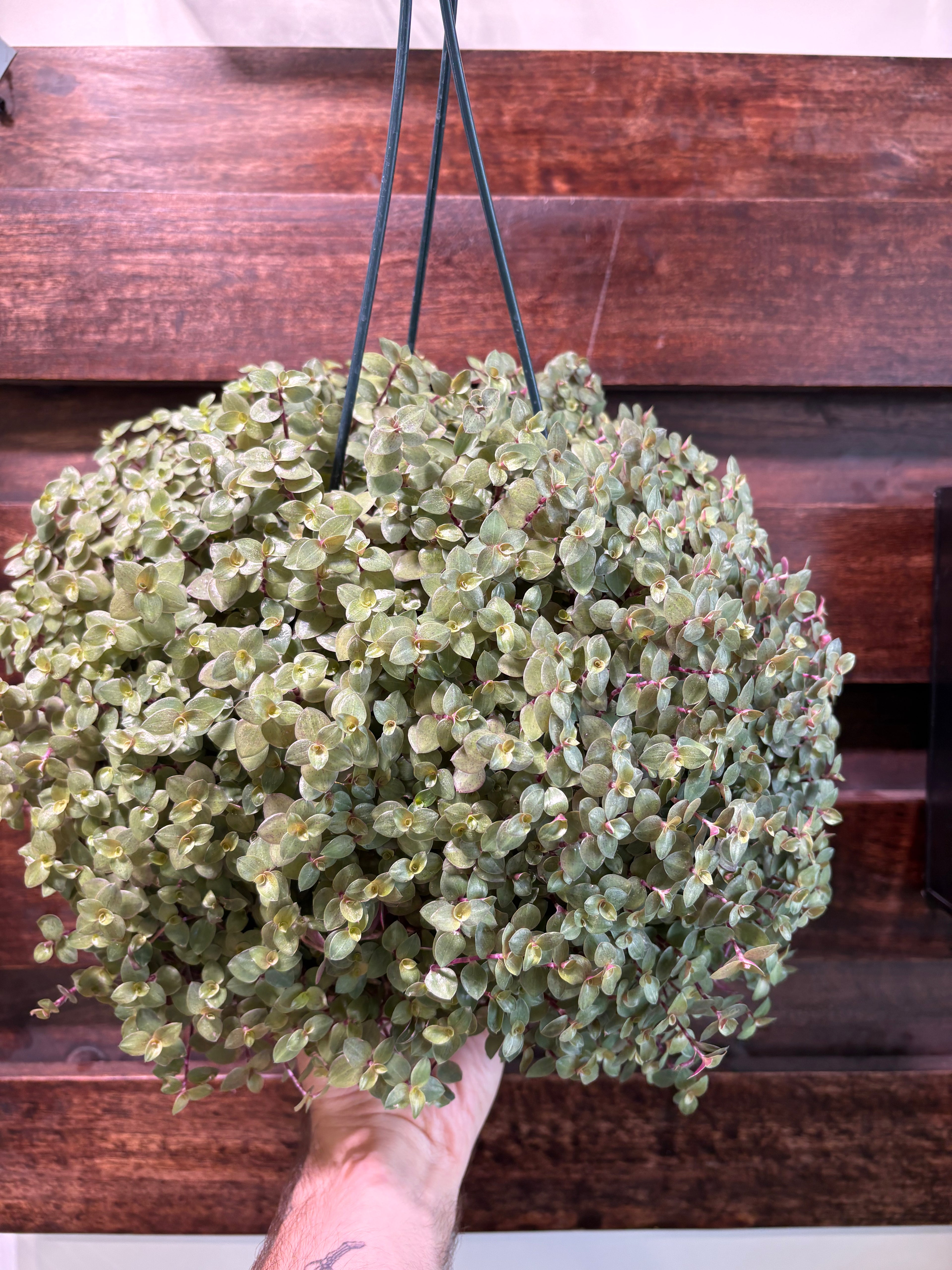 Callisia Repens &