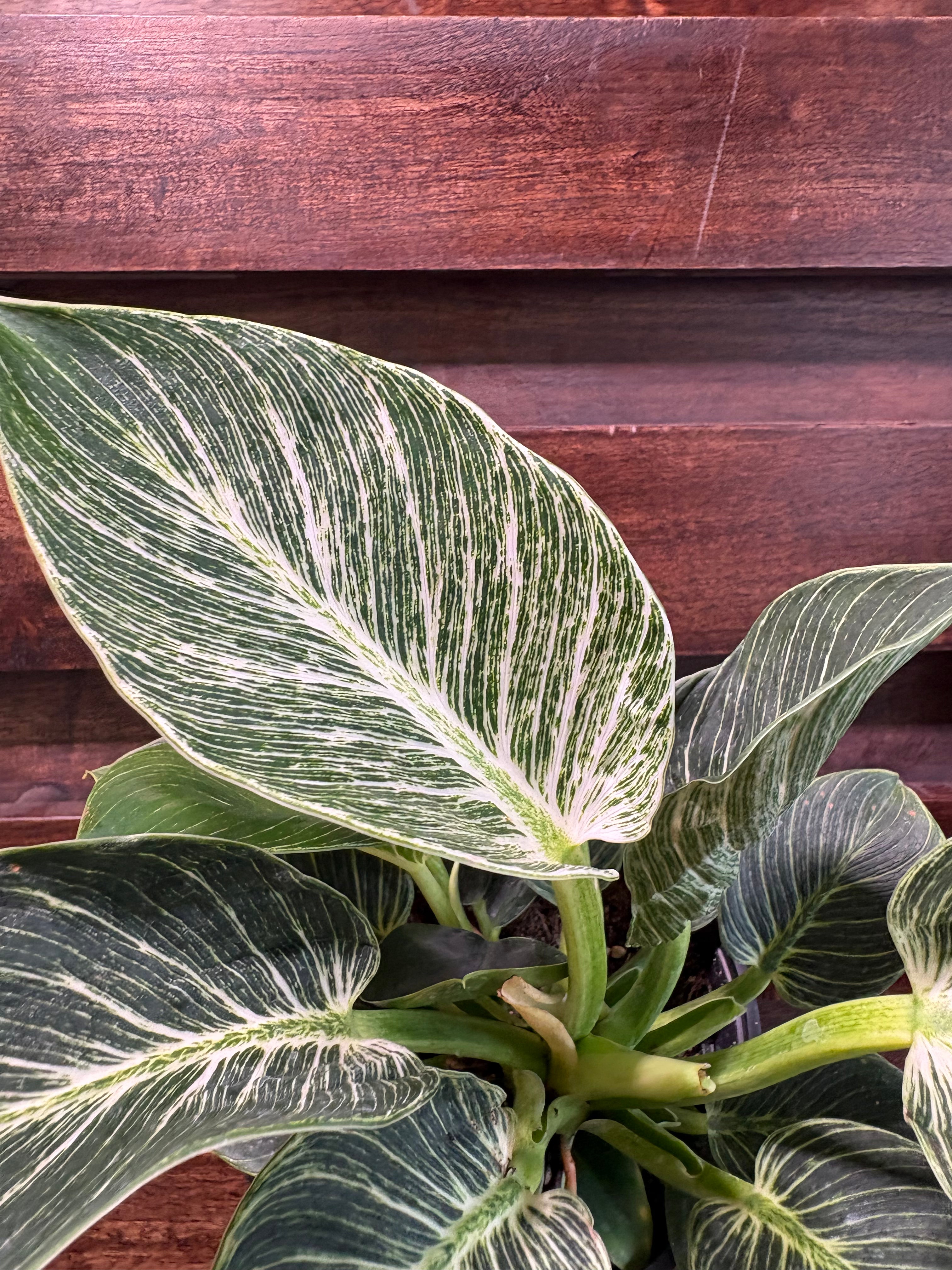 Philodendron &