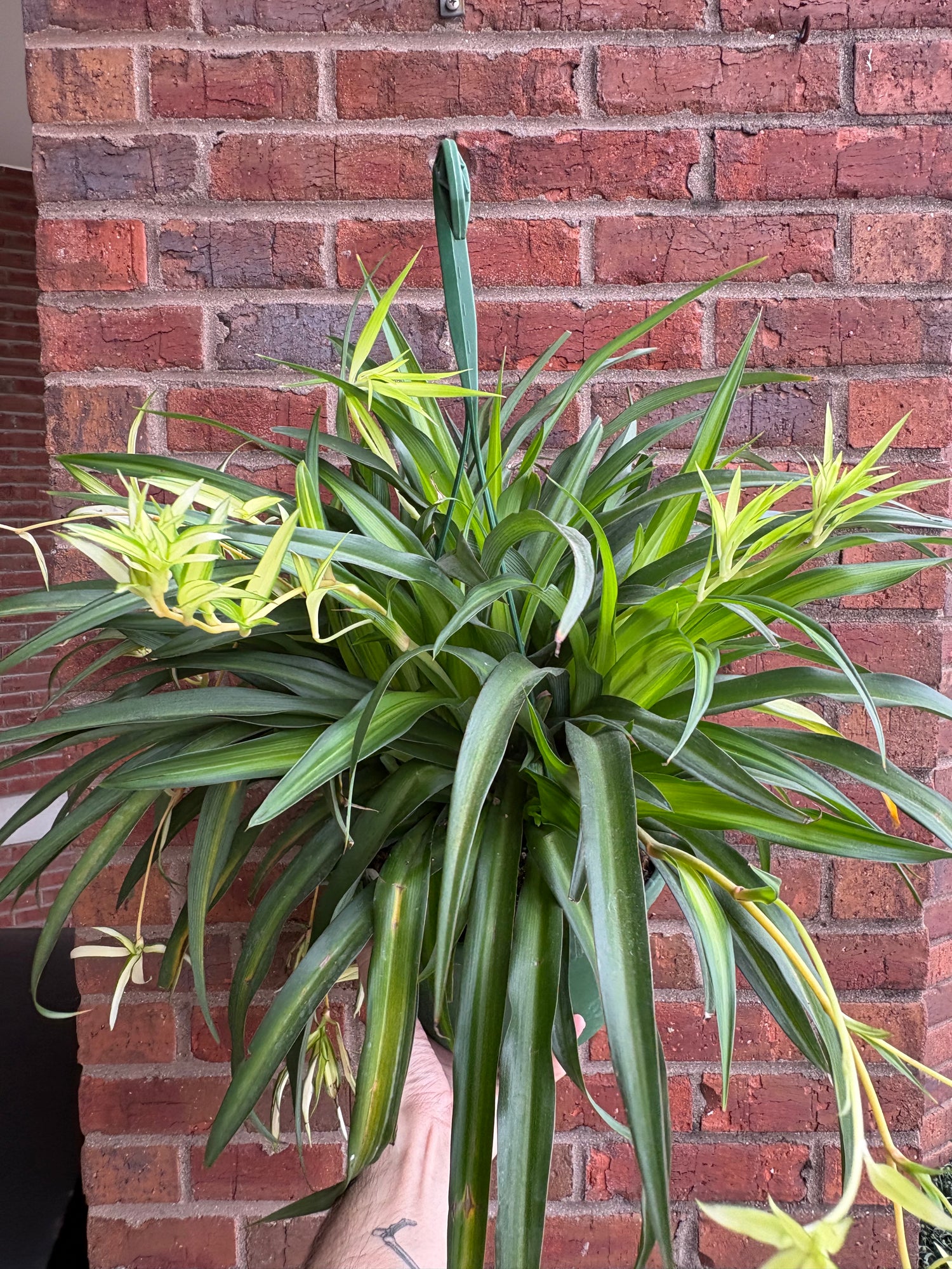 Chlorophytum Comosum &