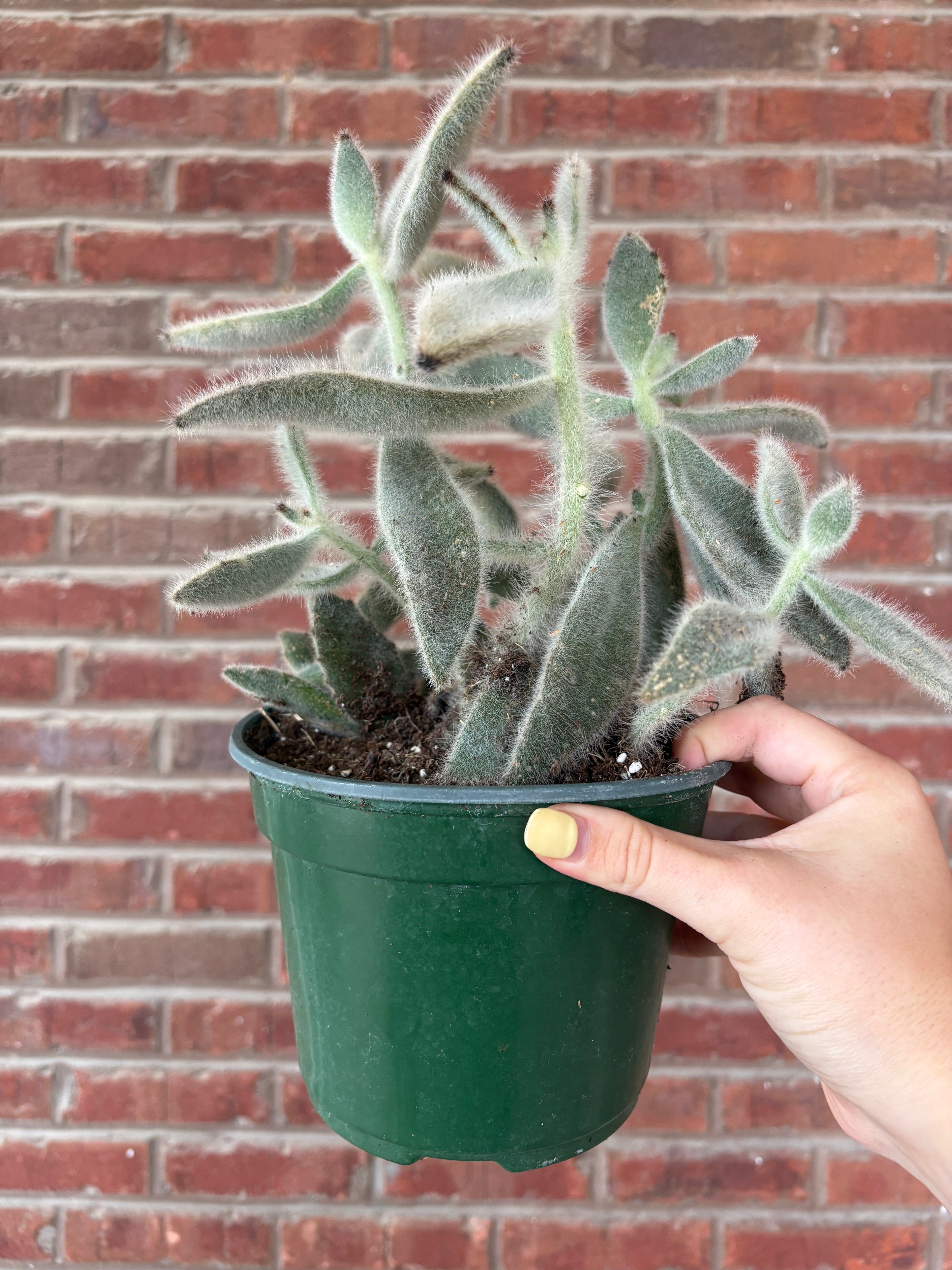 Kalanchoe Tomentosa &