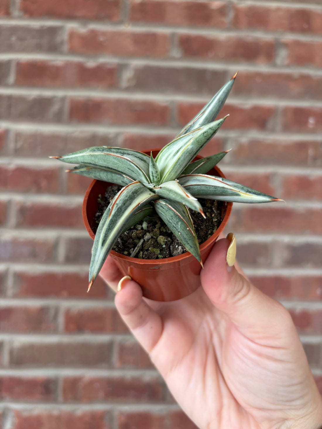 Sansevieria &