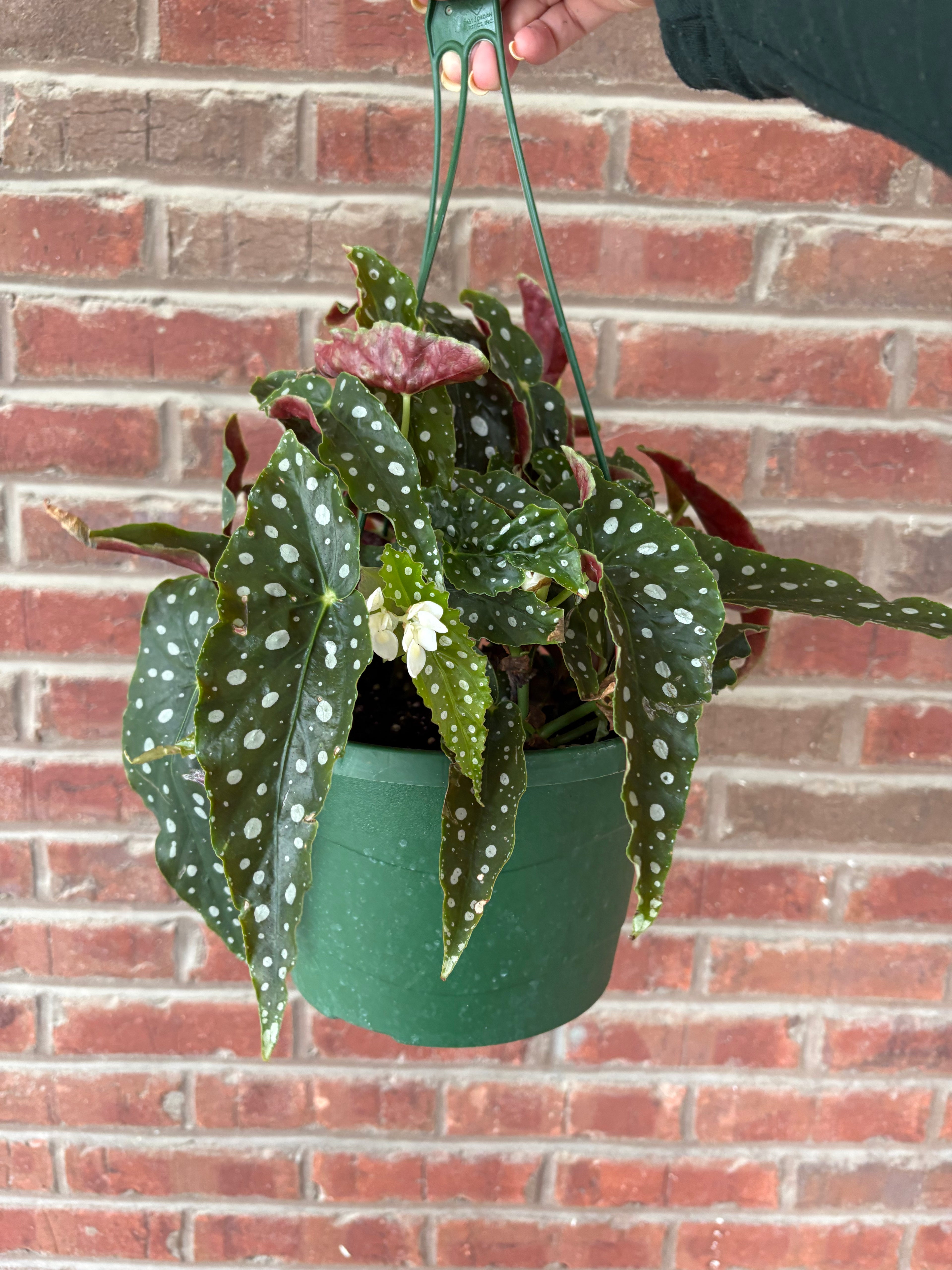 Begonia Maculata | Polka Dot Begonia