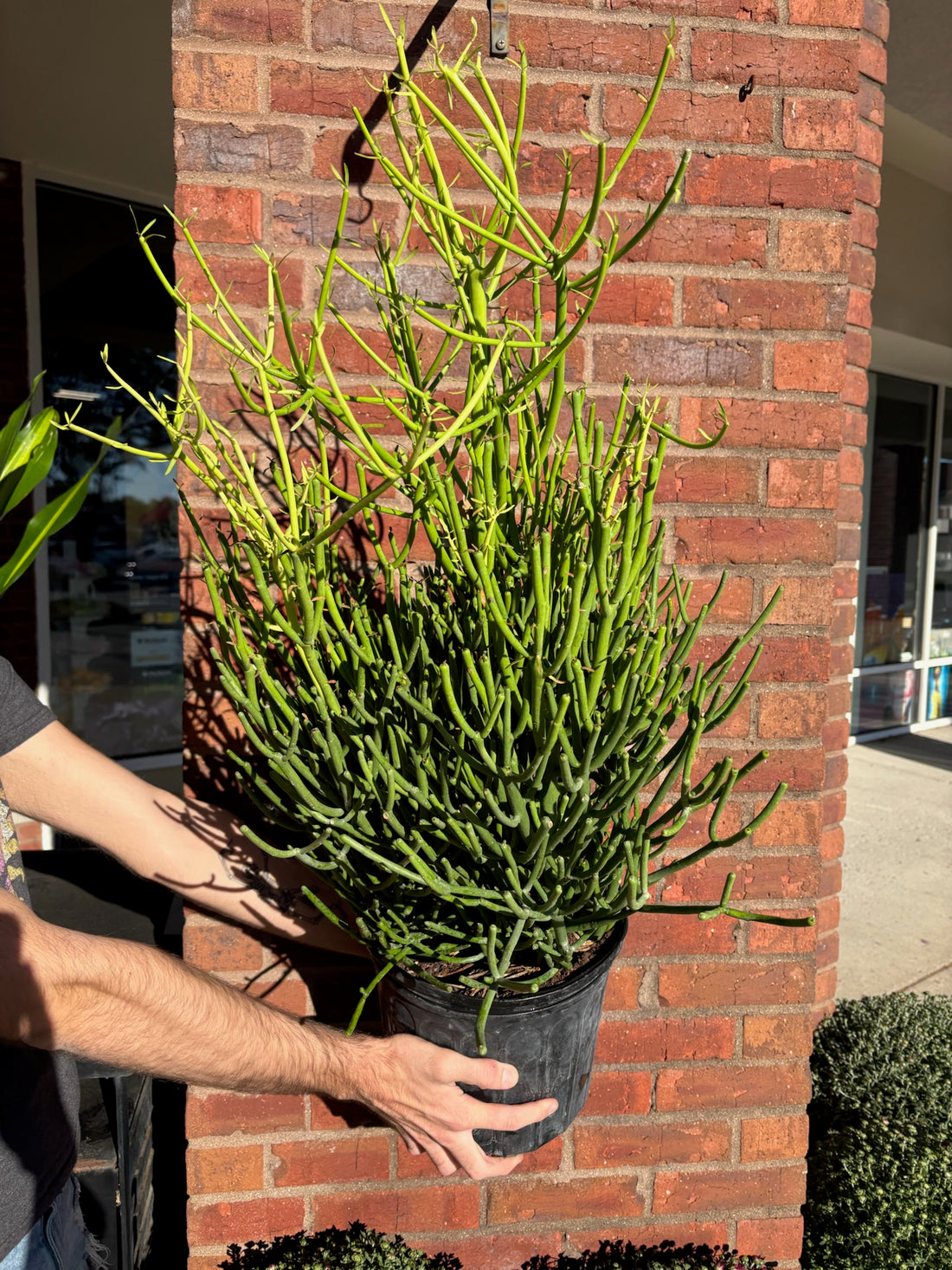 Euphorbia tirucalli &