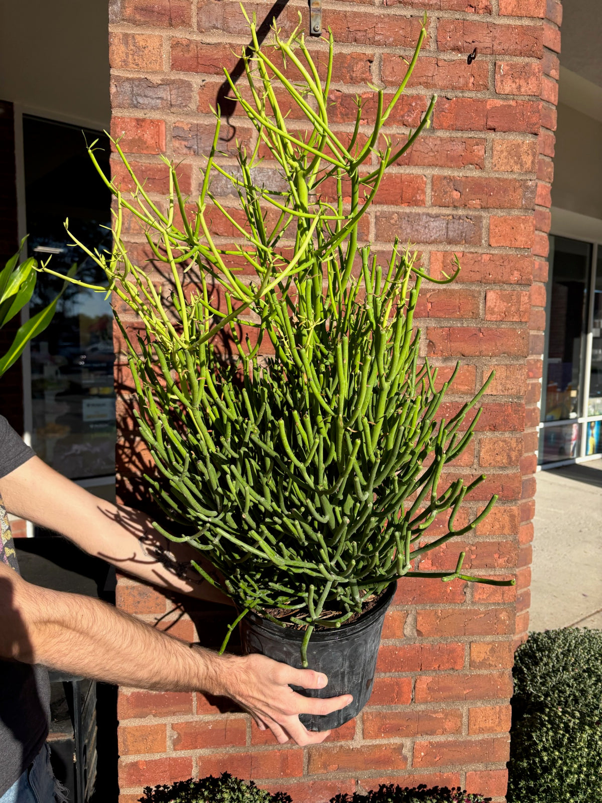 Euphorbia tirucalli &