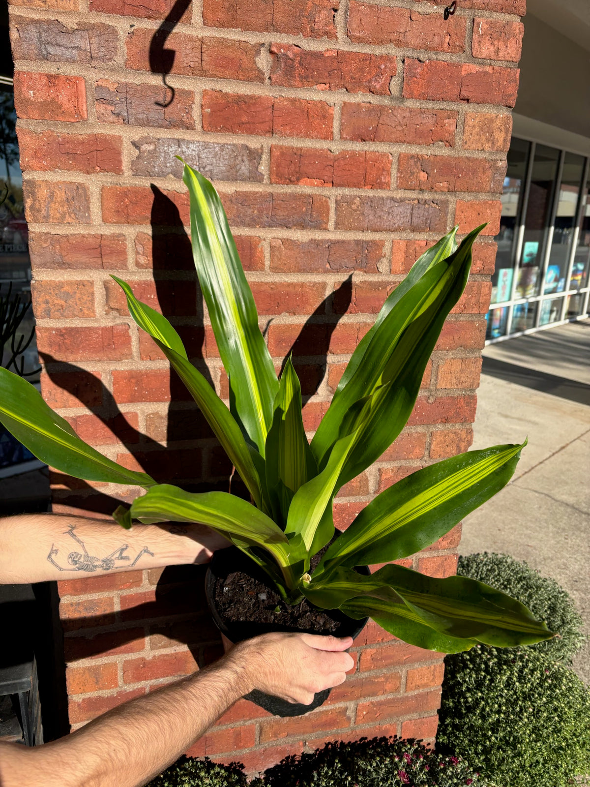 Dracaena Giganta