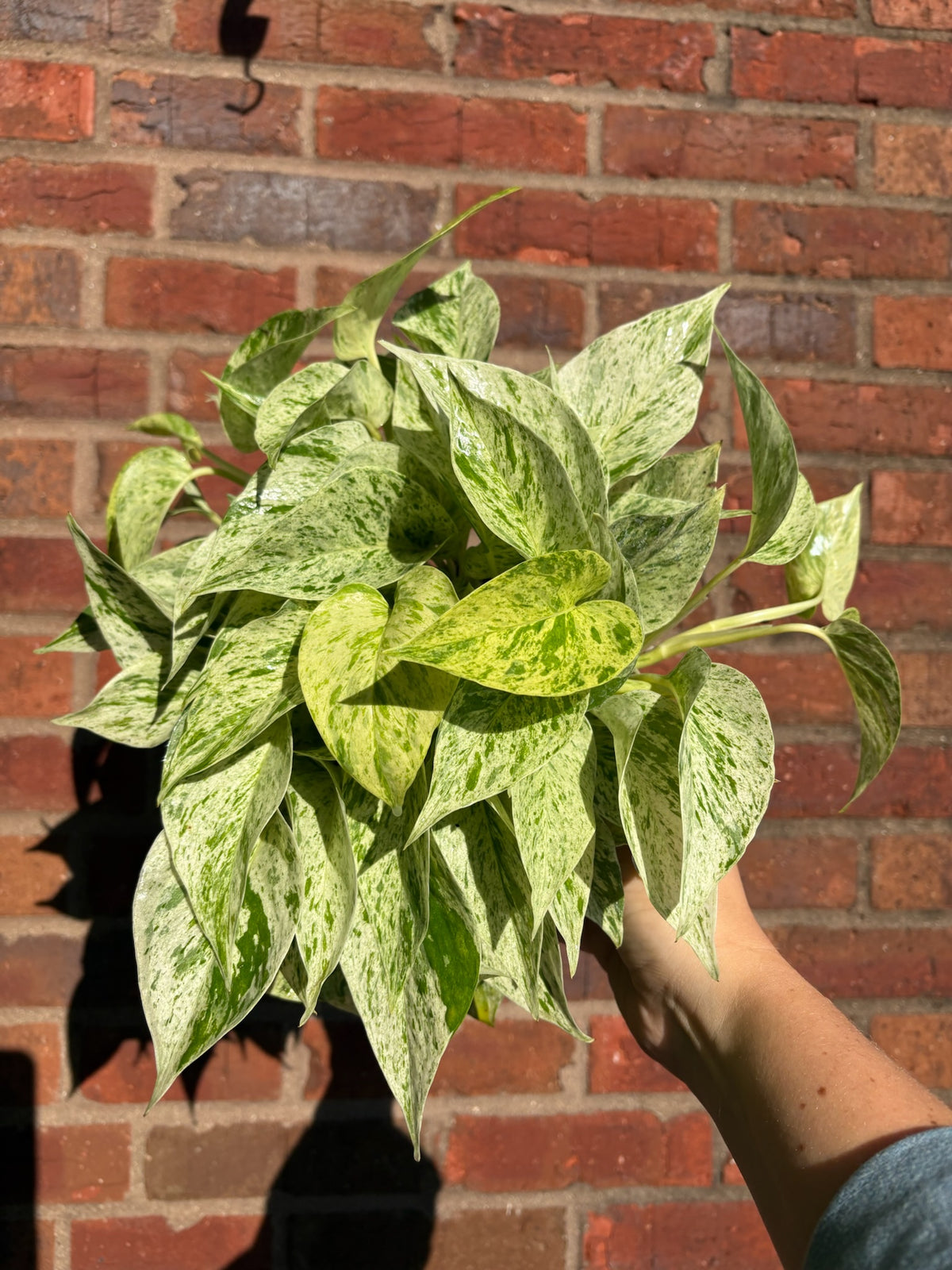 Pothos Snow Queen