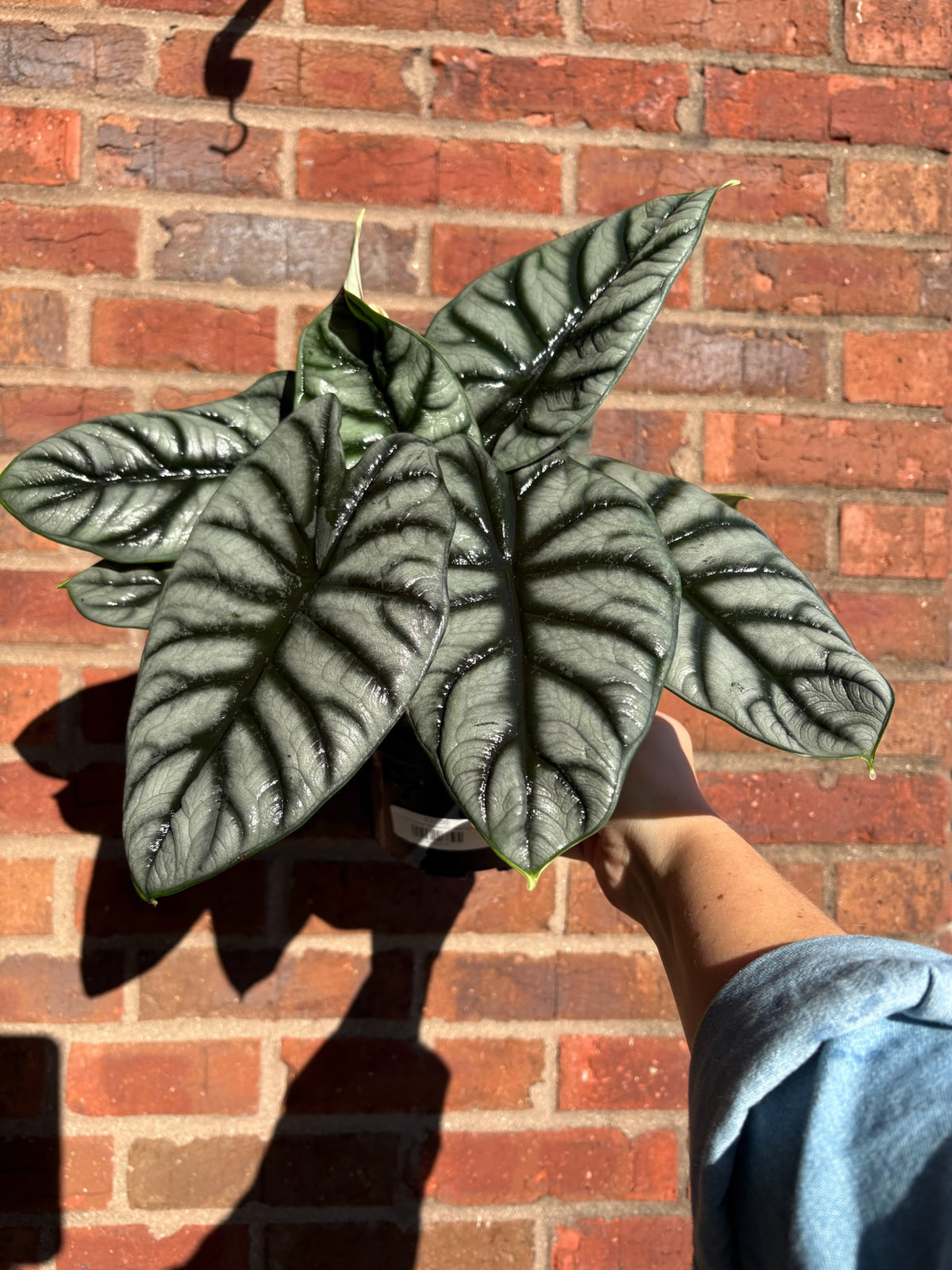 Alocasia &