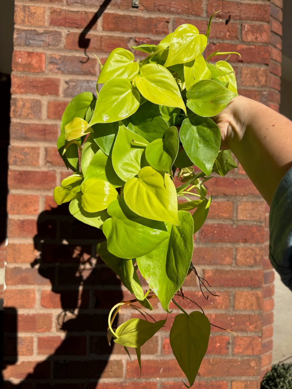 Philodendron &