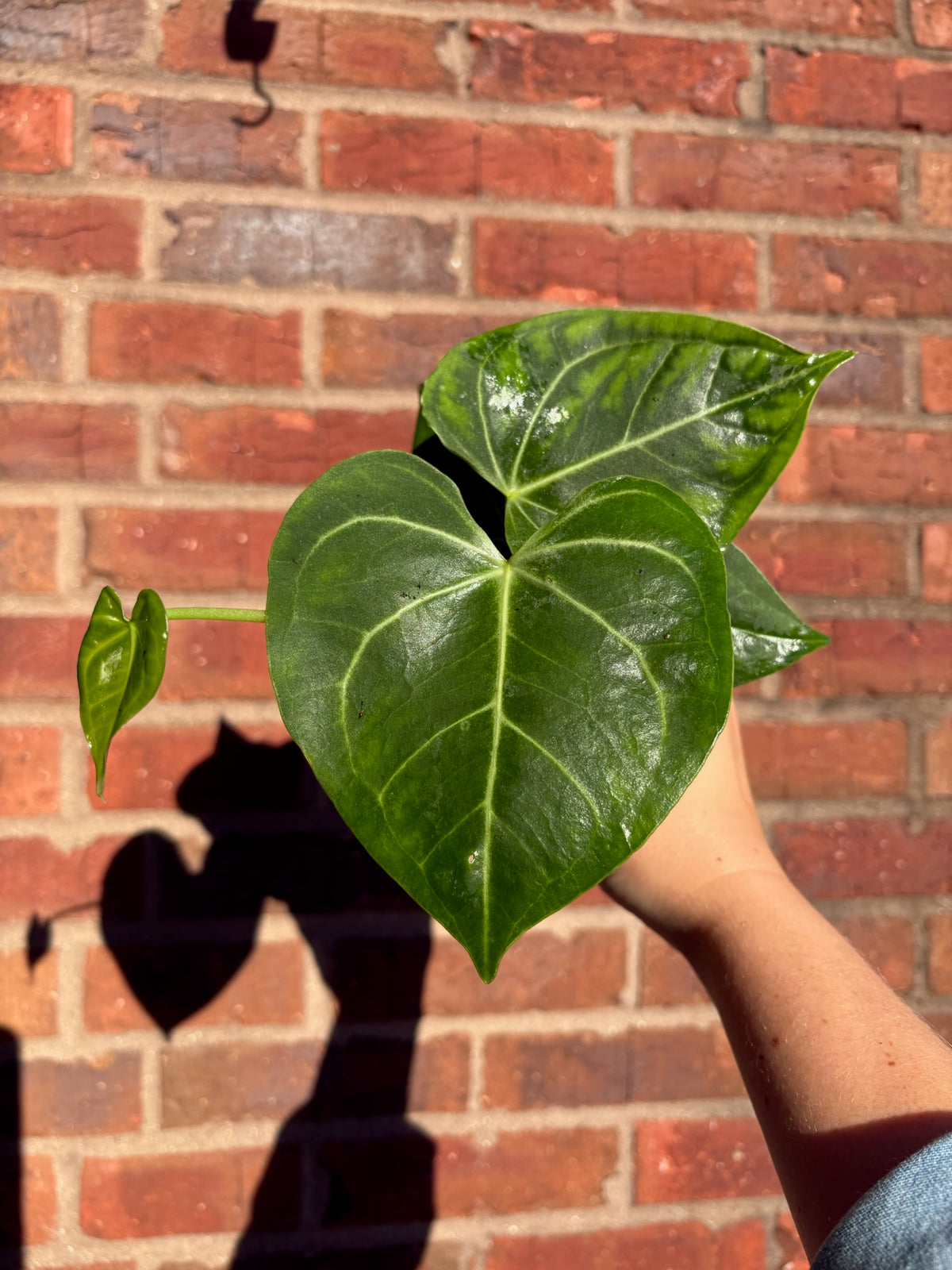 Anthurium &