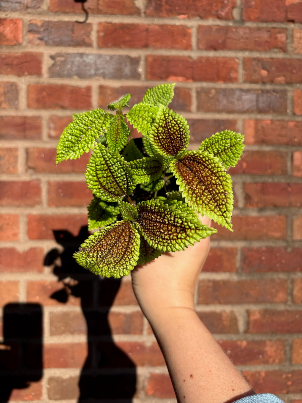 Pilea mollis &