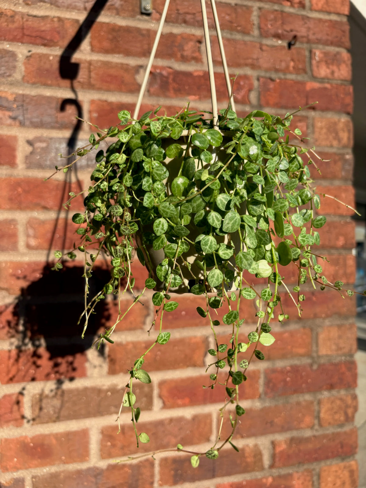 Peperomia prostrata &