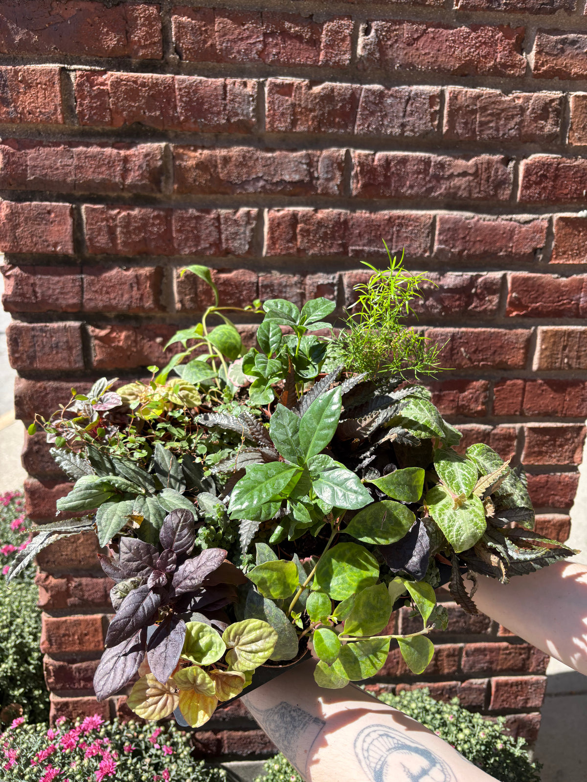 Assorted Tropical Foliage