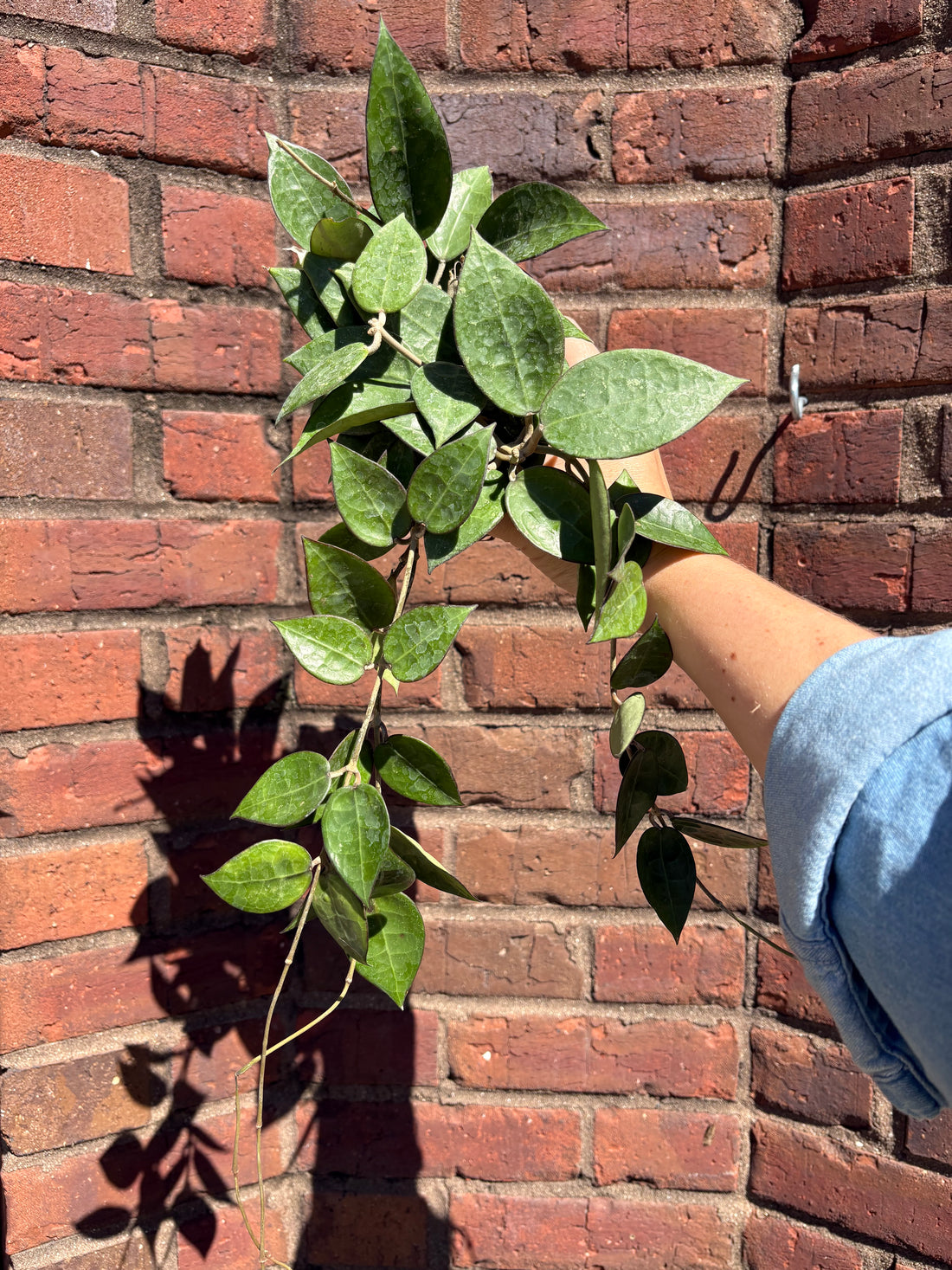 Hoya parasitica &