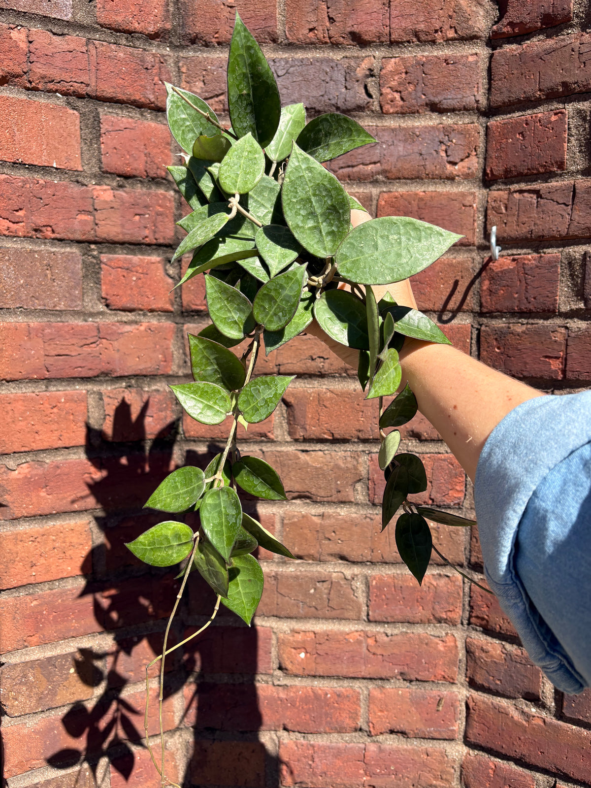 Hoya parasitica &