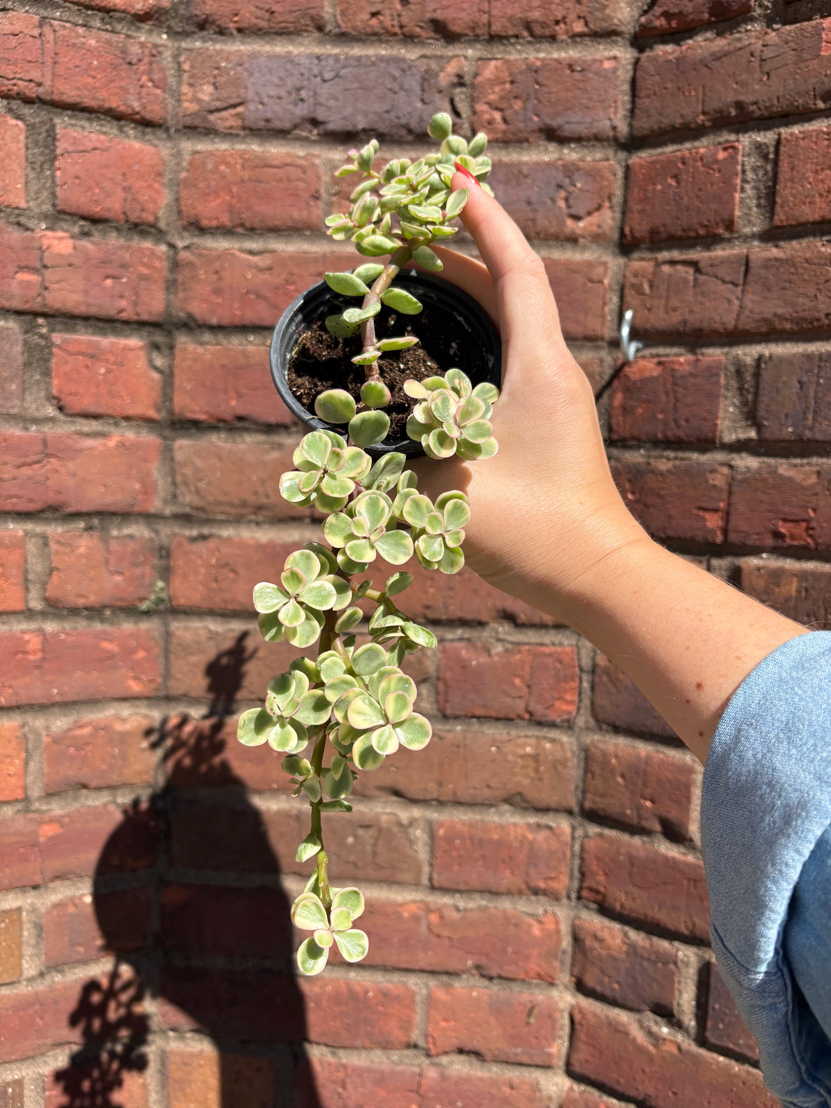 Portulacaria afra &