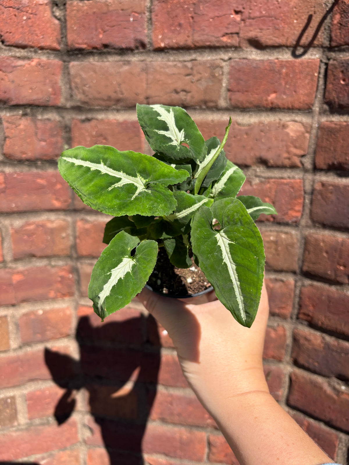 Syngonium Wendlandii