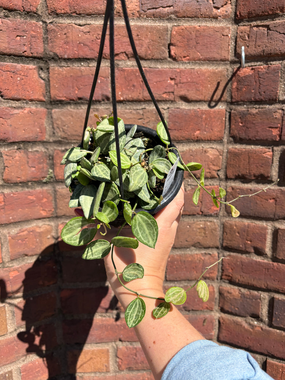 Dischidia Ovata &