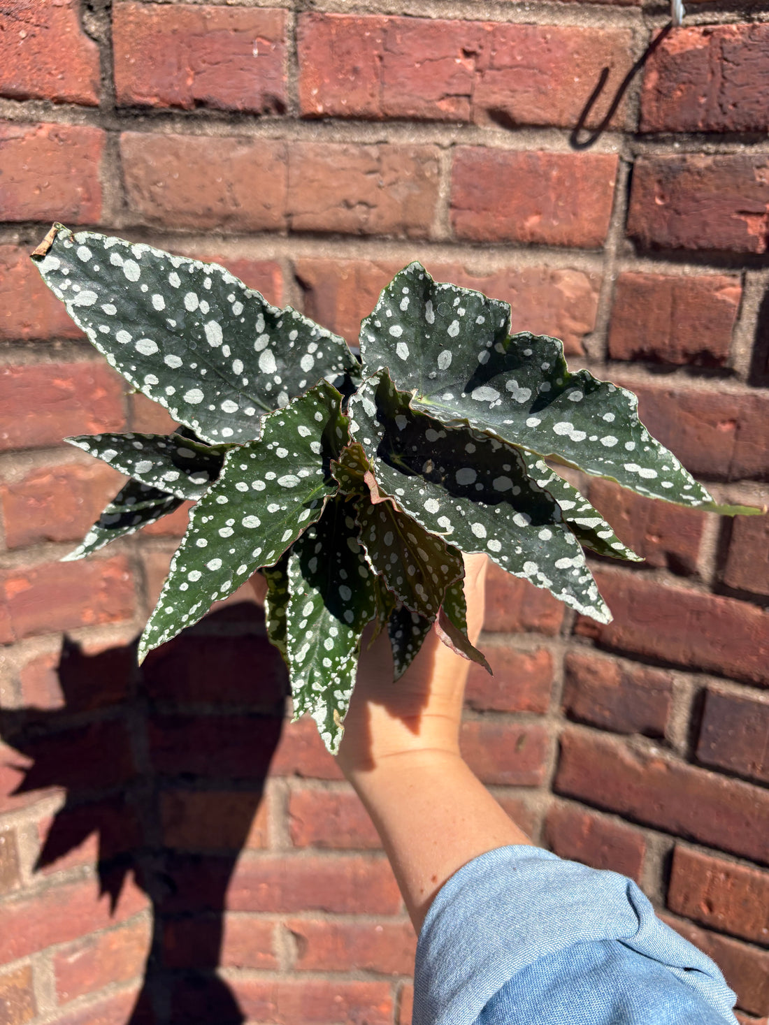 Begonia &