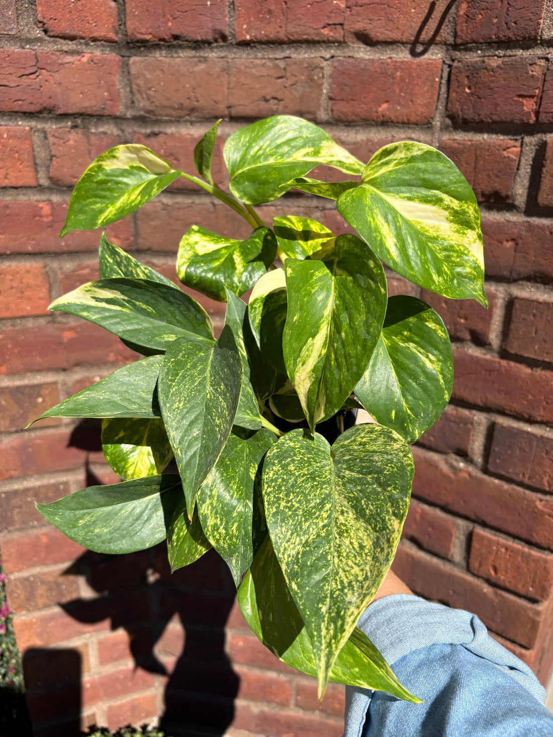 Pothos &
