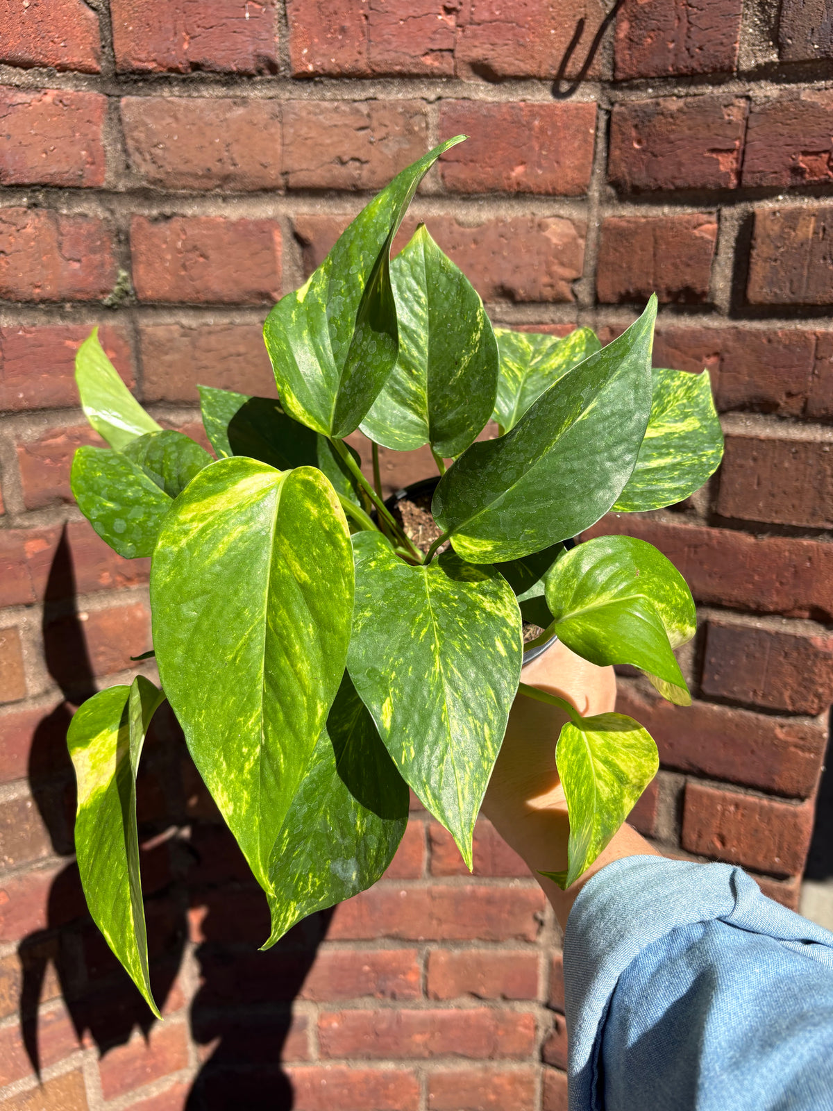 Epipremnum aureum &
