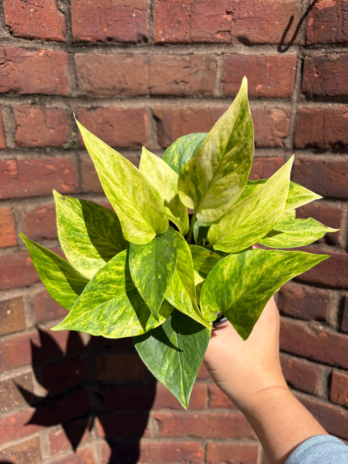 Epipremnum aureum &