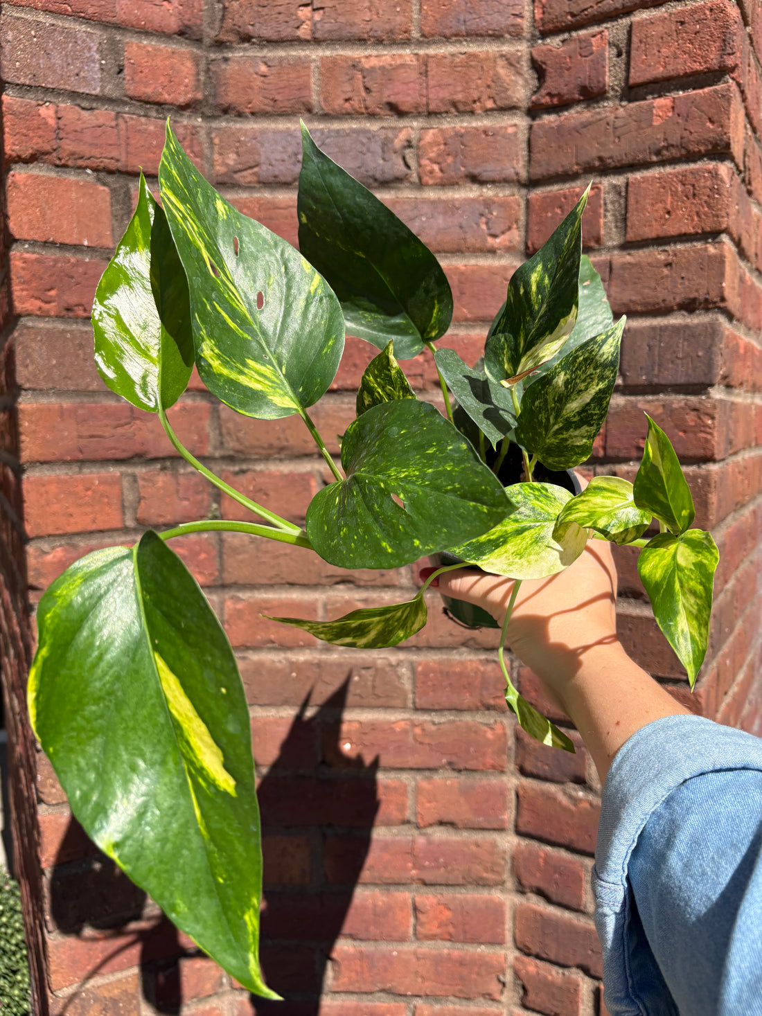 Epipremnum pinnatum &
