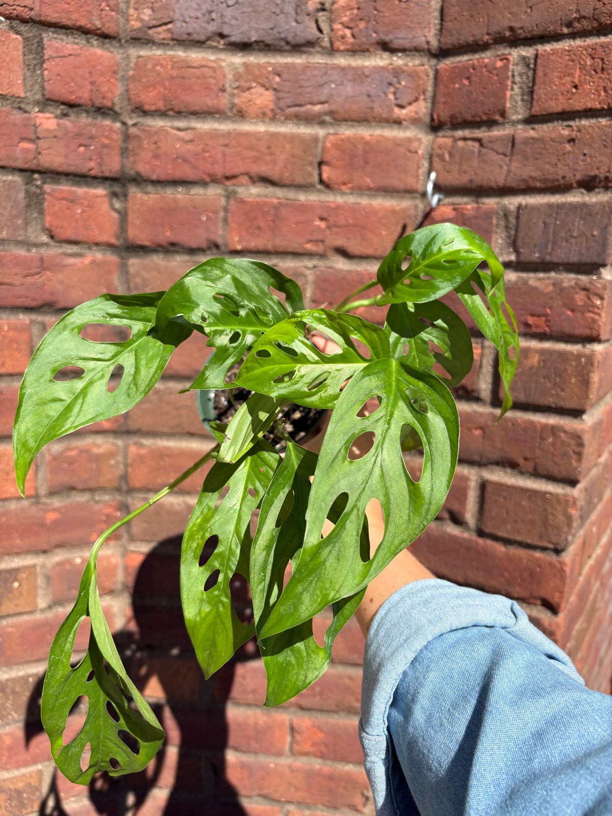 Monstera &