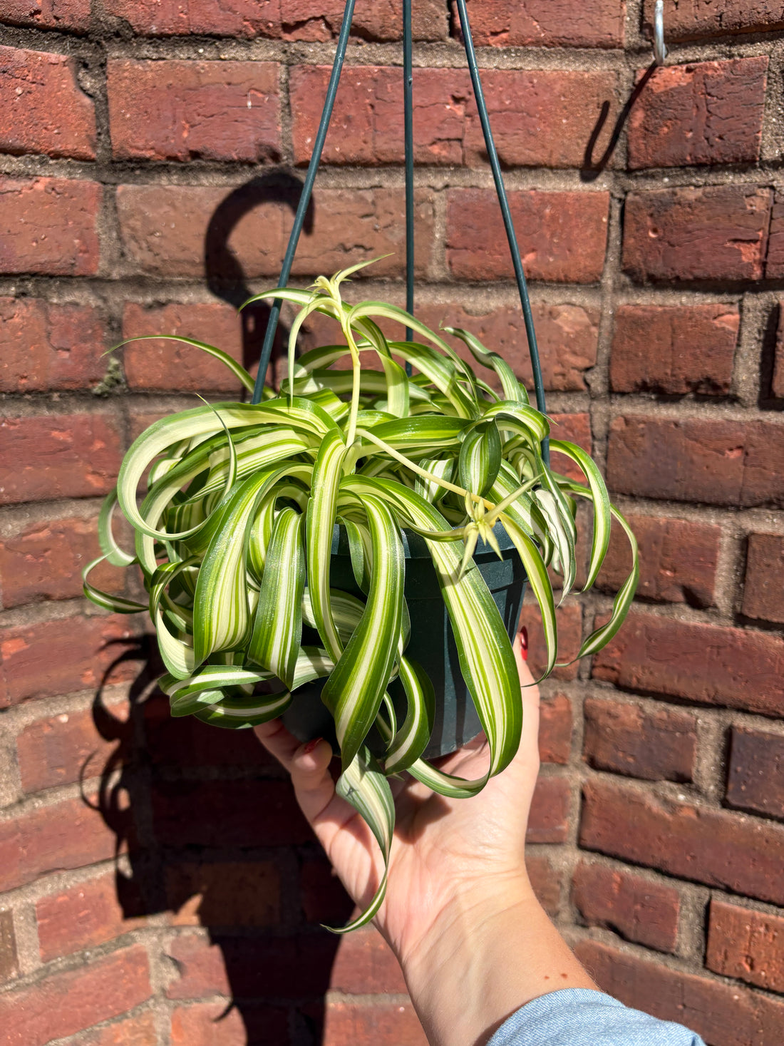 Chlorophytum Comosum | &