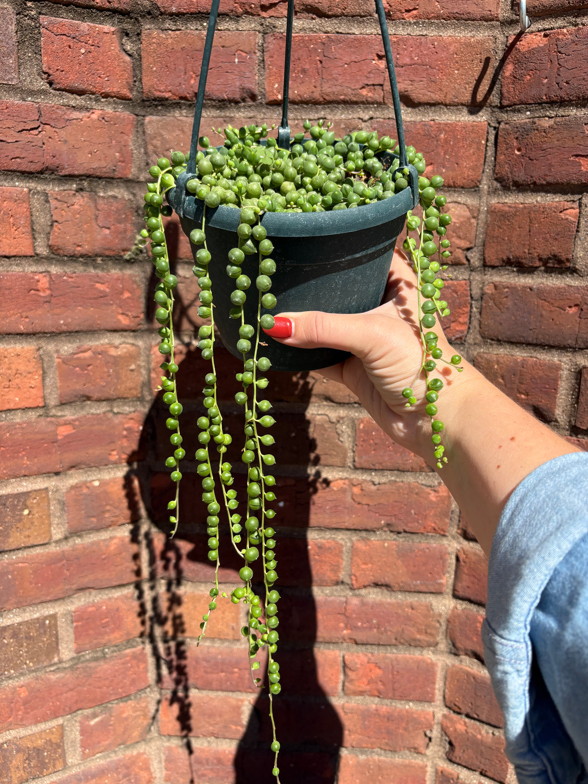 Senecio rowleyanus | String of Pearls