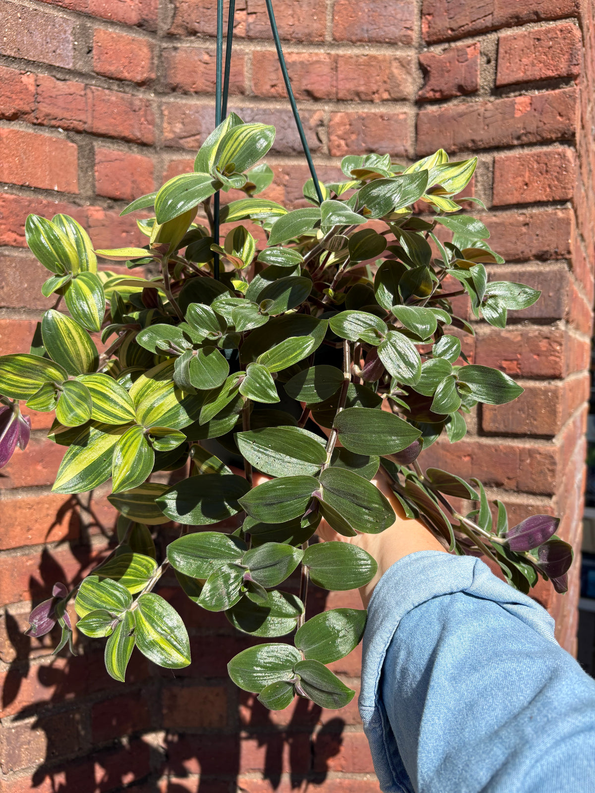 Tradescantia Chrysophylla &