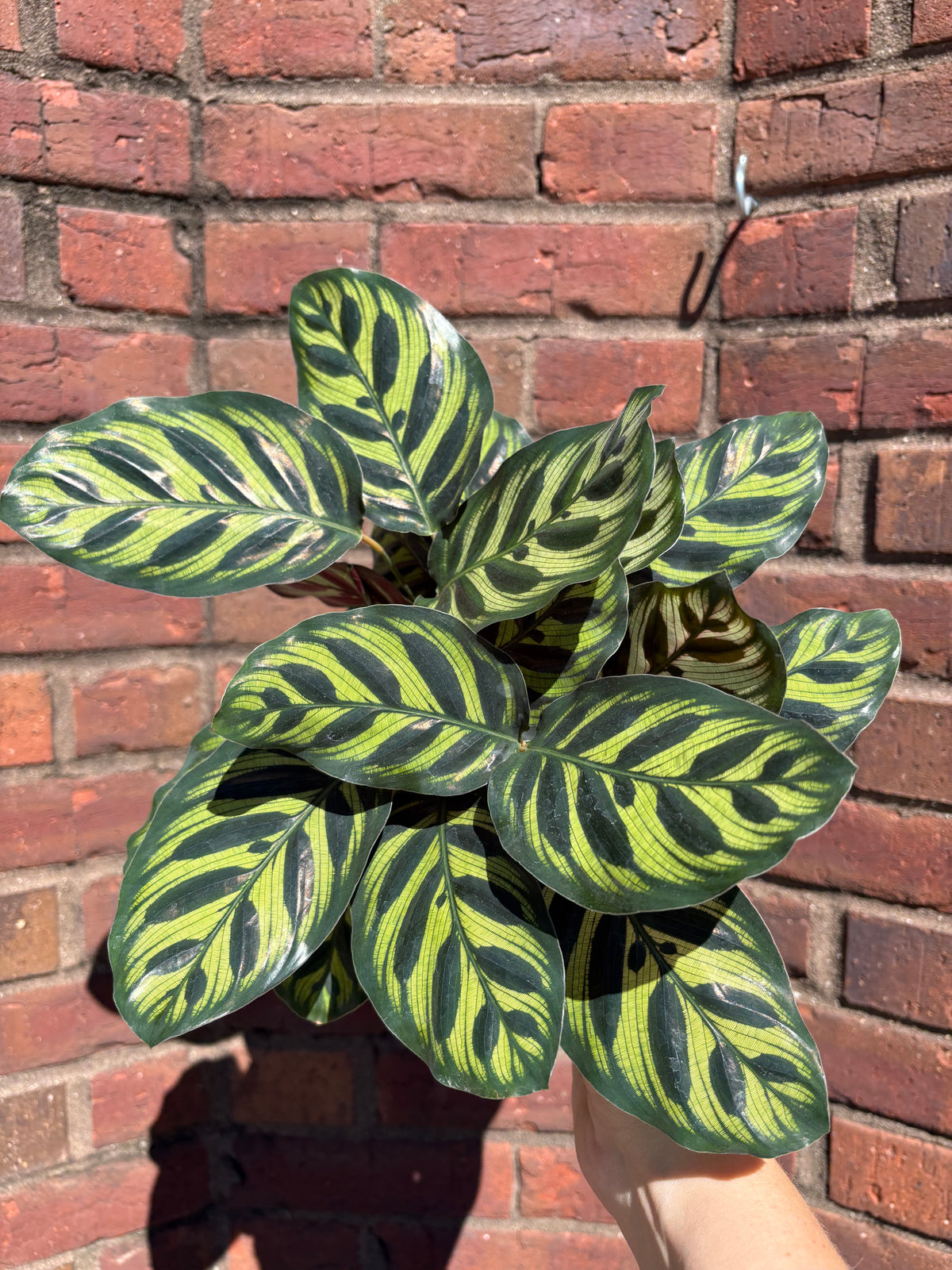 Calathea Makoyana | Peacock Plant