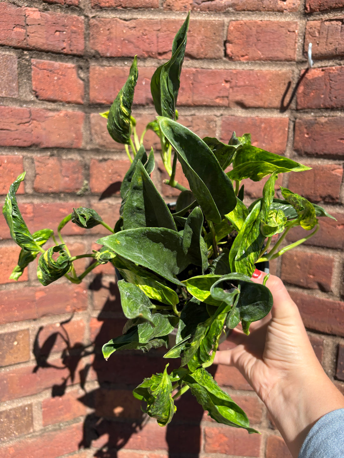Epipremnum Aureum &