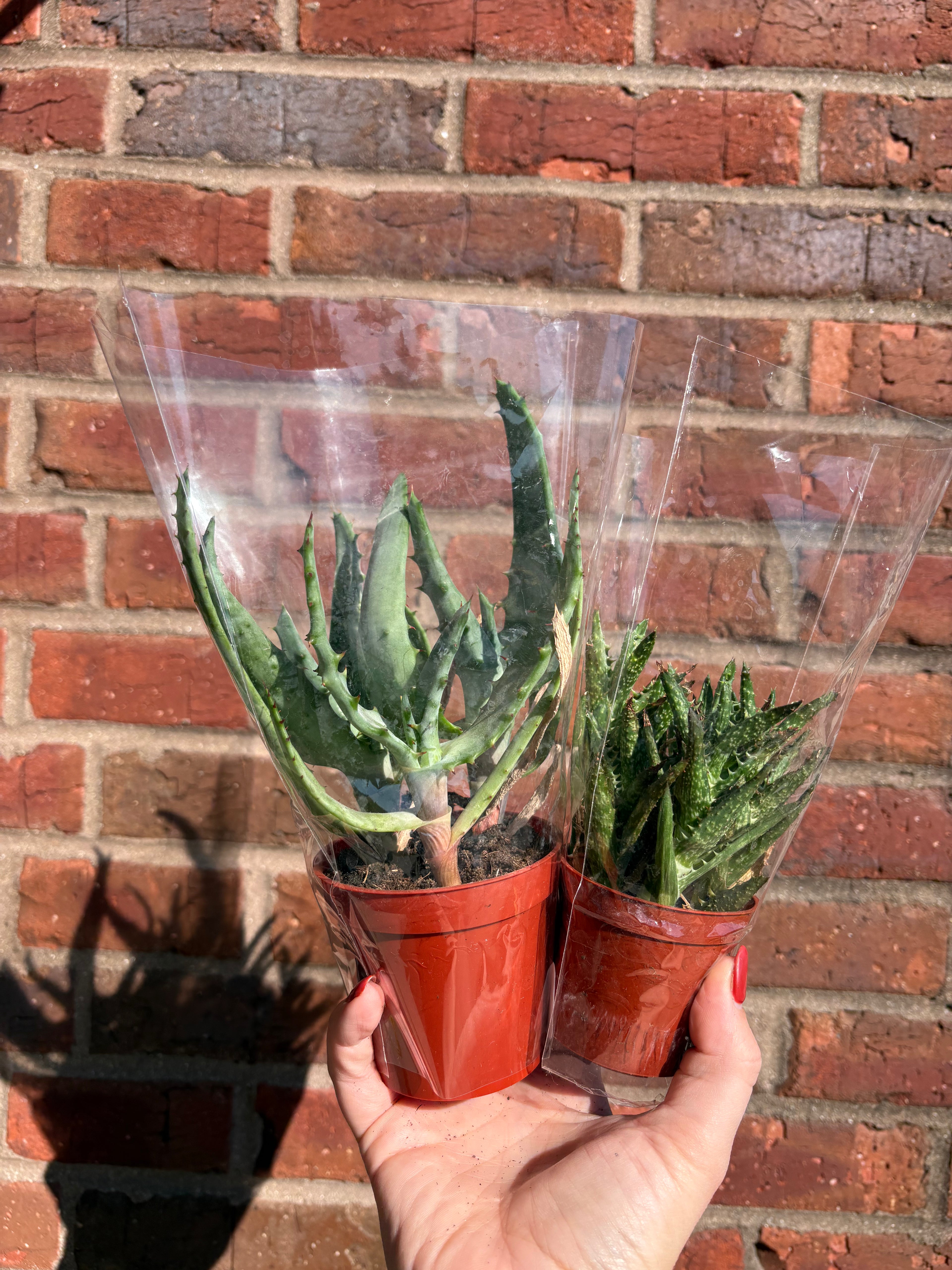 Aloe Vera | Succulent