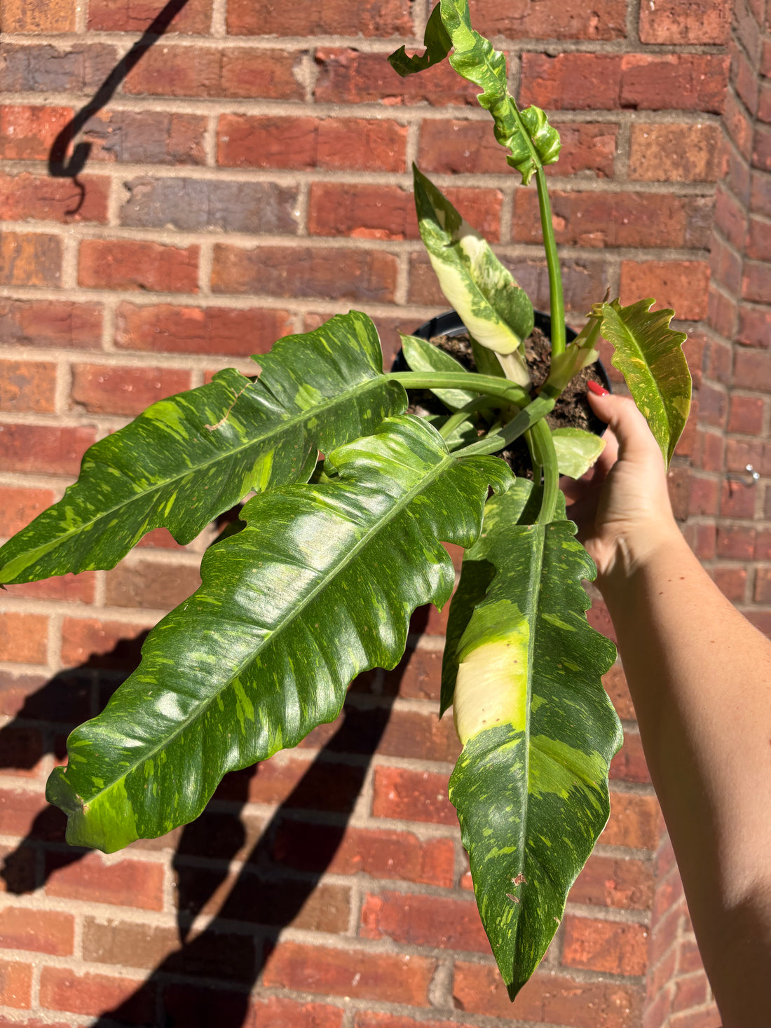 Philodendron &