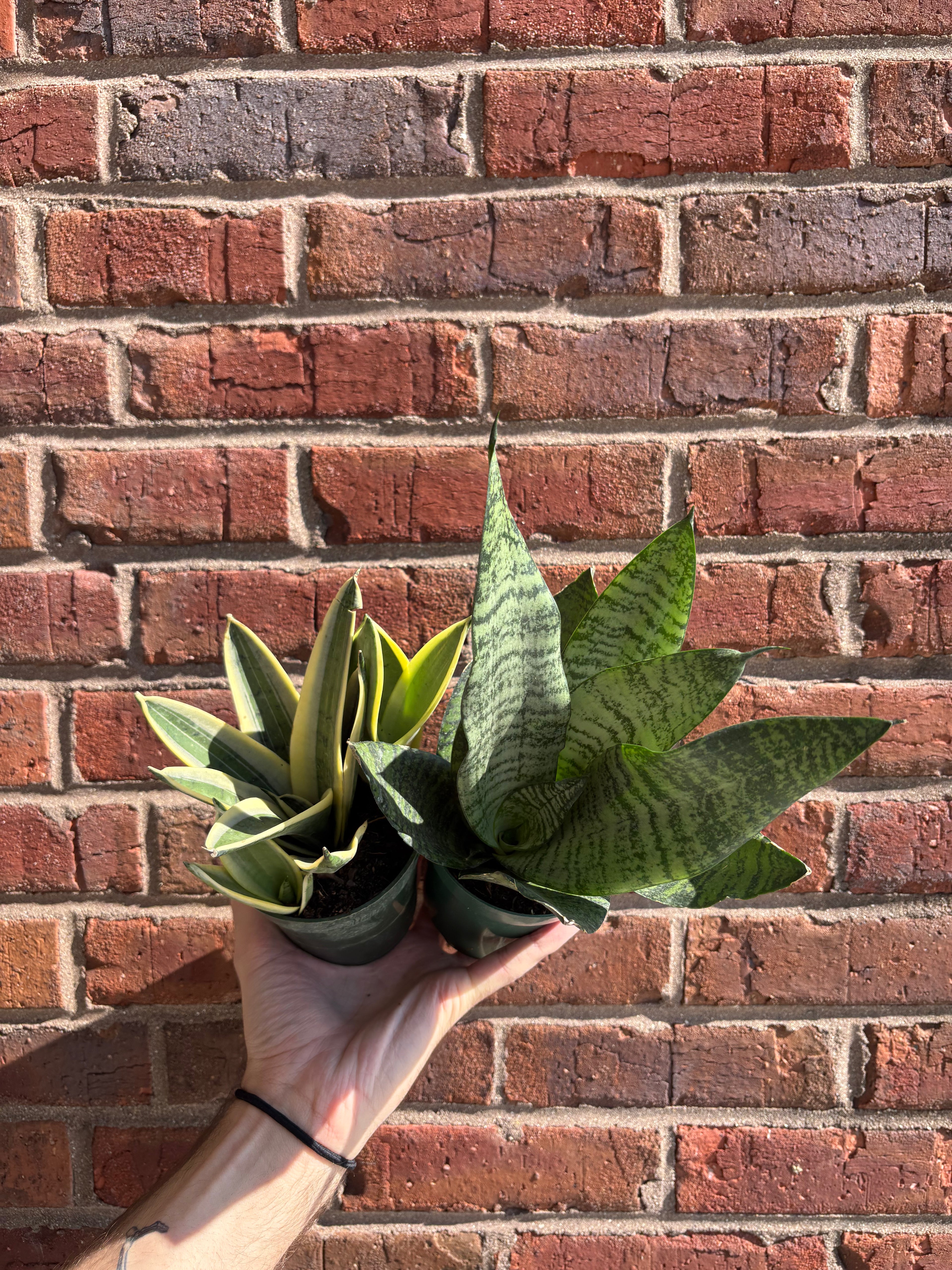 Dracaena trifasciata &